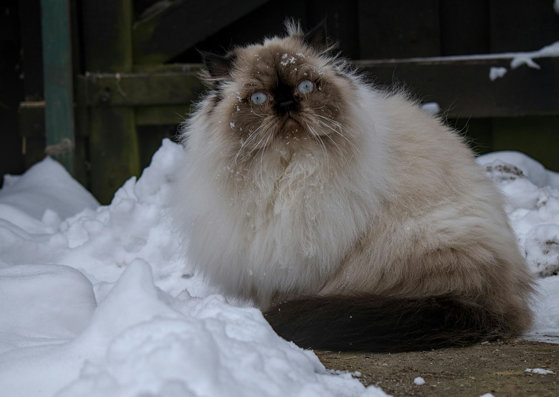 Buy Himalayan Kittens in Boniyar