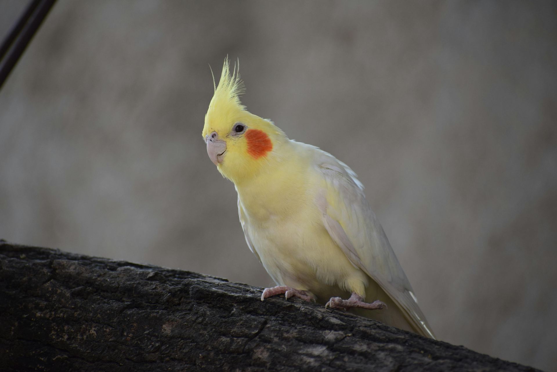 Cockatiel | Lutino available in Ramnagar Main Bazaar