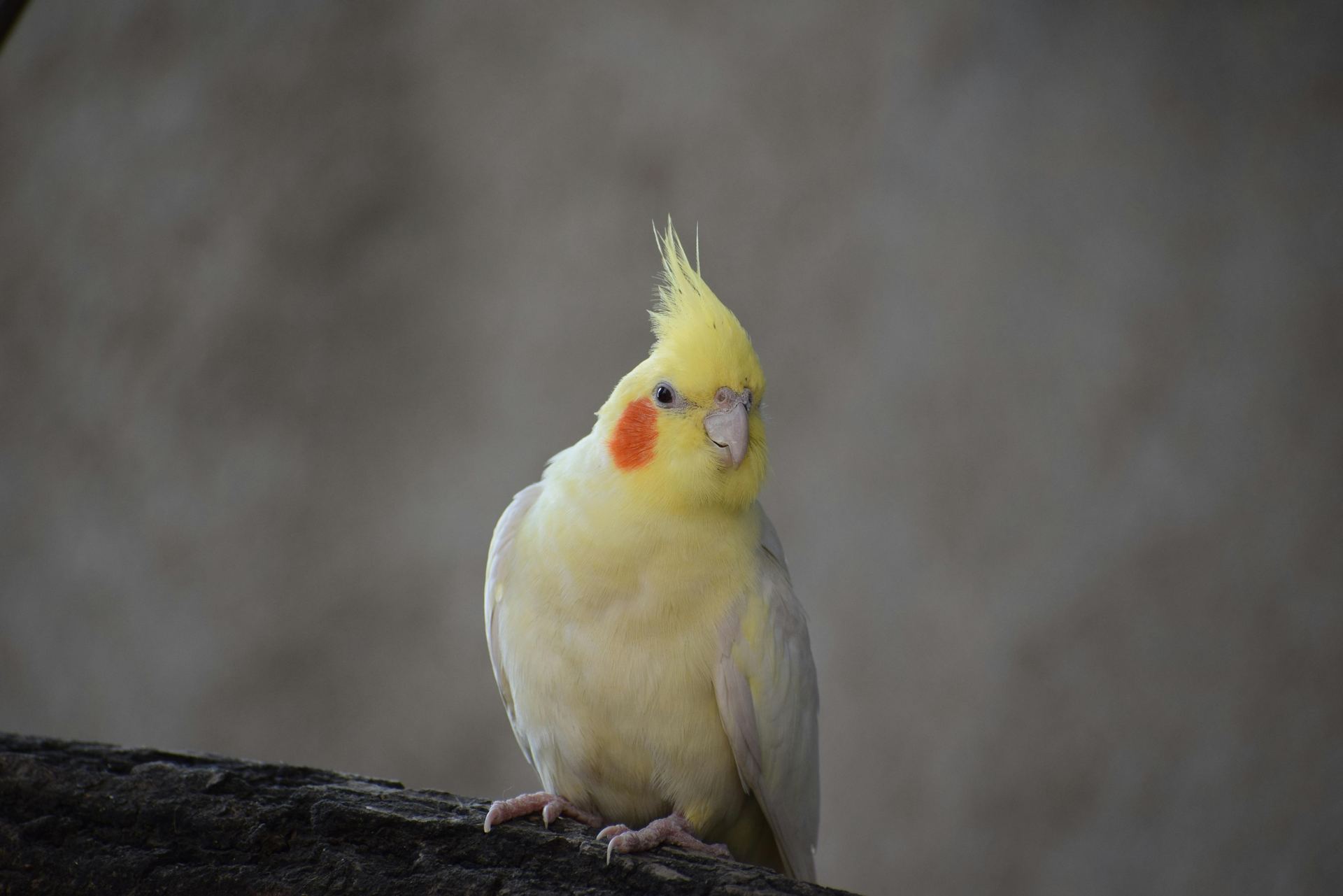 Cockatiel | Lutino for sale in Ramnagar Main Bazaar