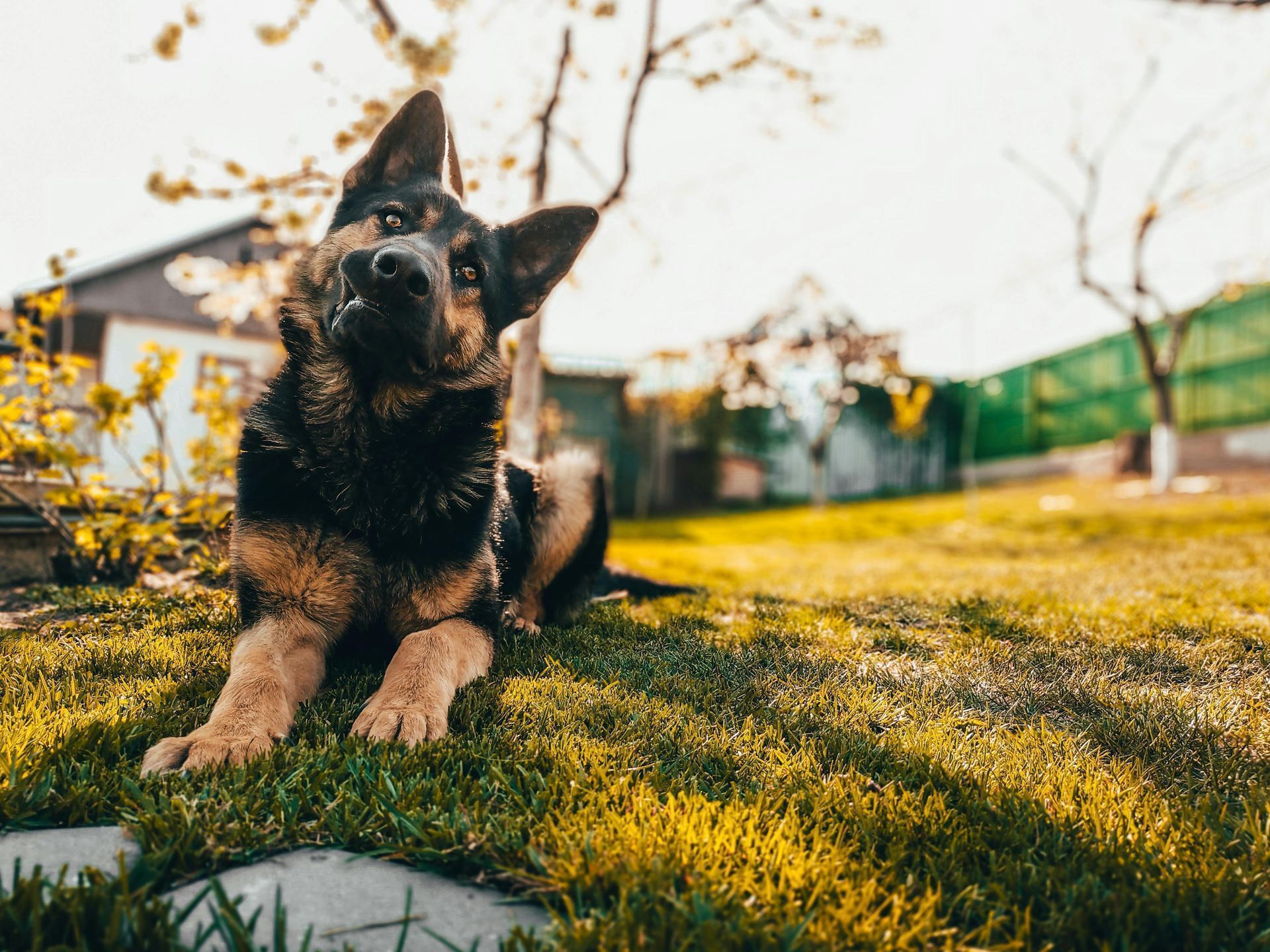 German Shepherd Puppy for sale in Aut