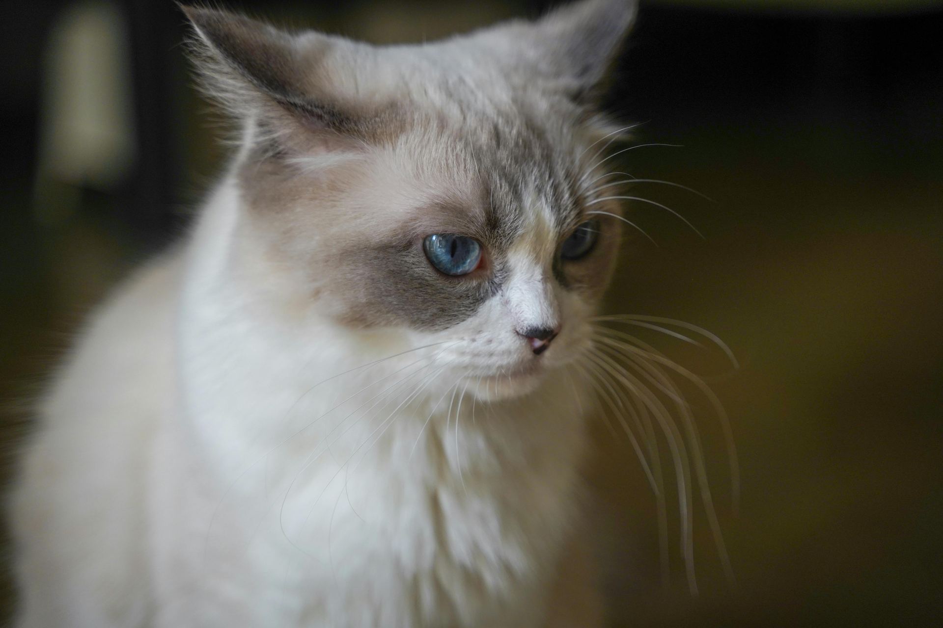 Buy Ragdoll Kittens in Baramulla Bypass