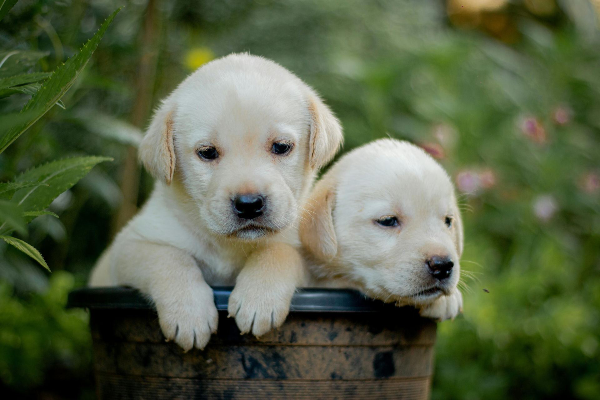 Labrador Retriever Puppy | White Color for sale in Tapovan Rishikesh