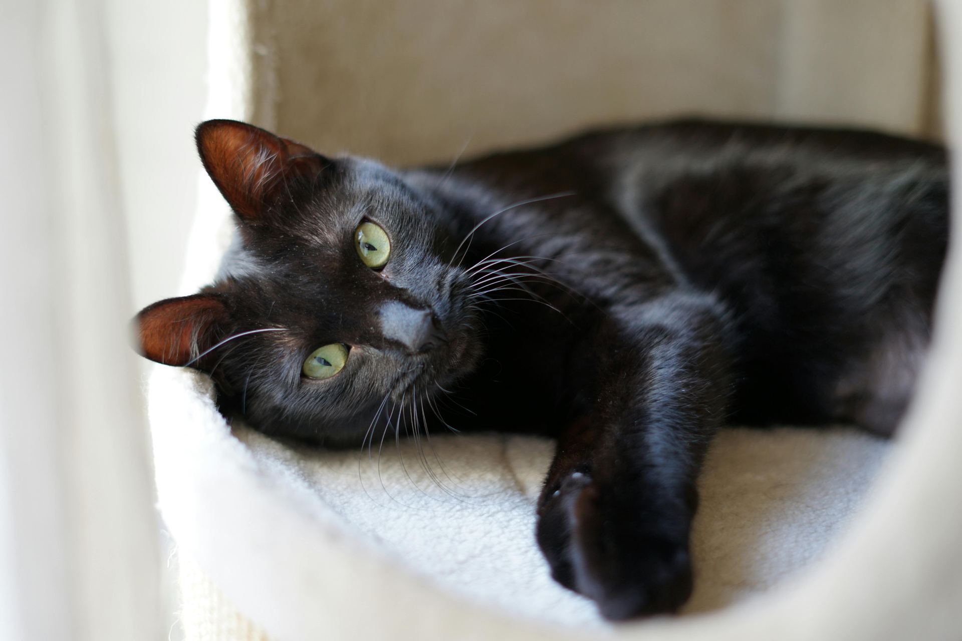 Buy Bombay Kittens in Roorkee