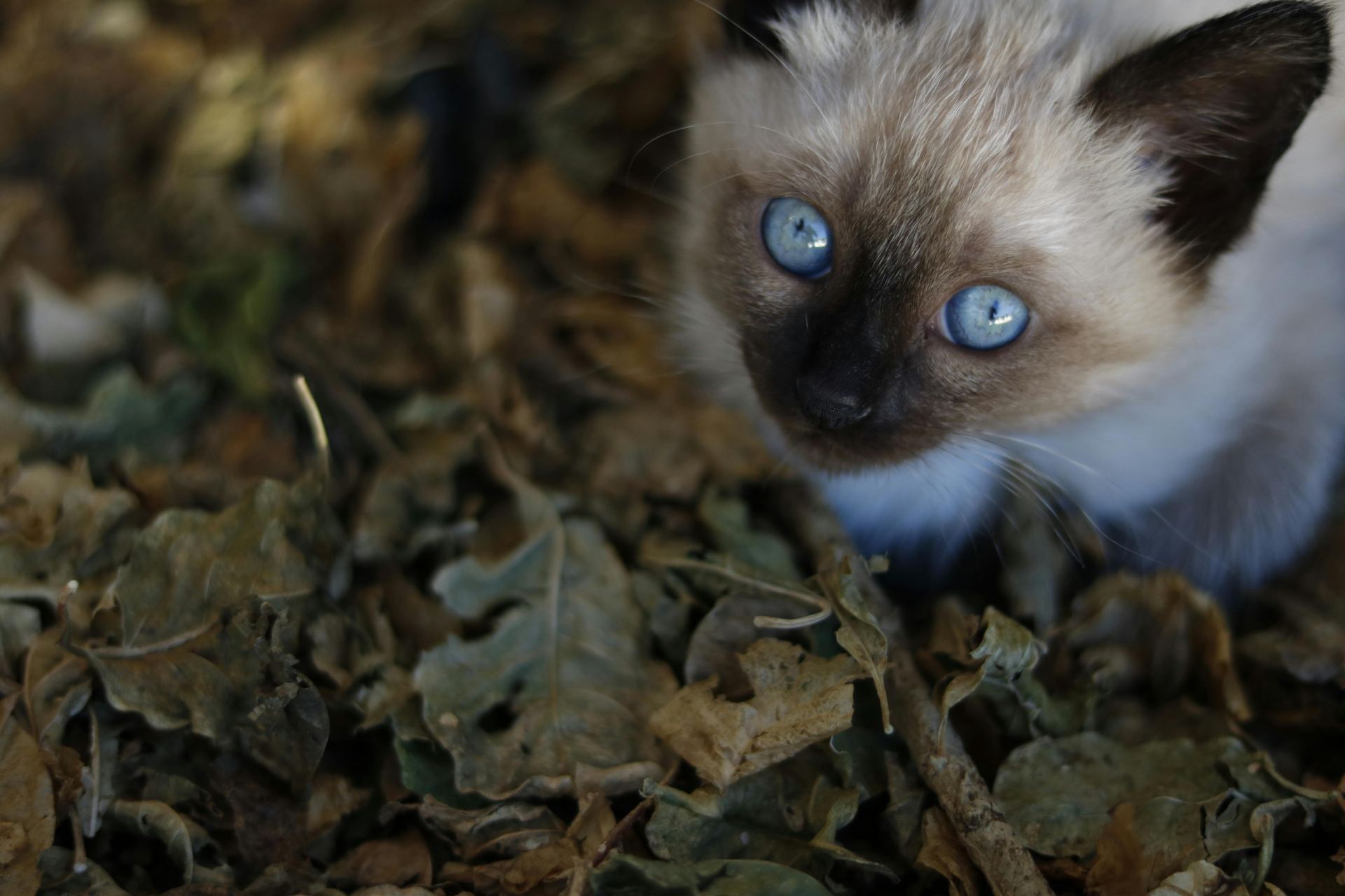 Siamese Kitten for sale in Dhariwal Road