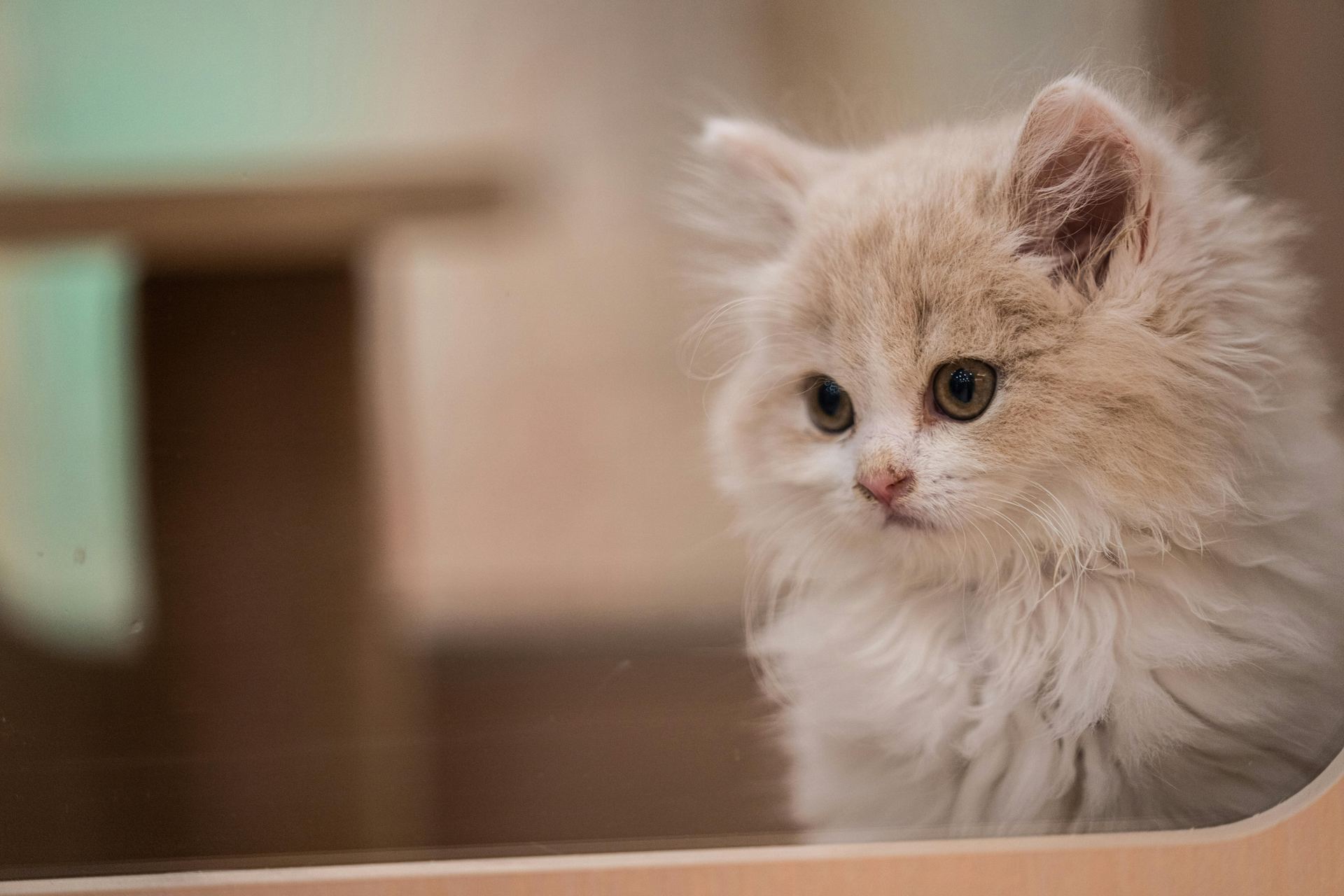 Buy Doll Face Persian Kitten in Almora Main Bazaar