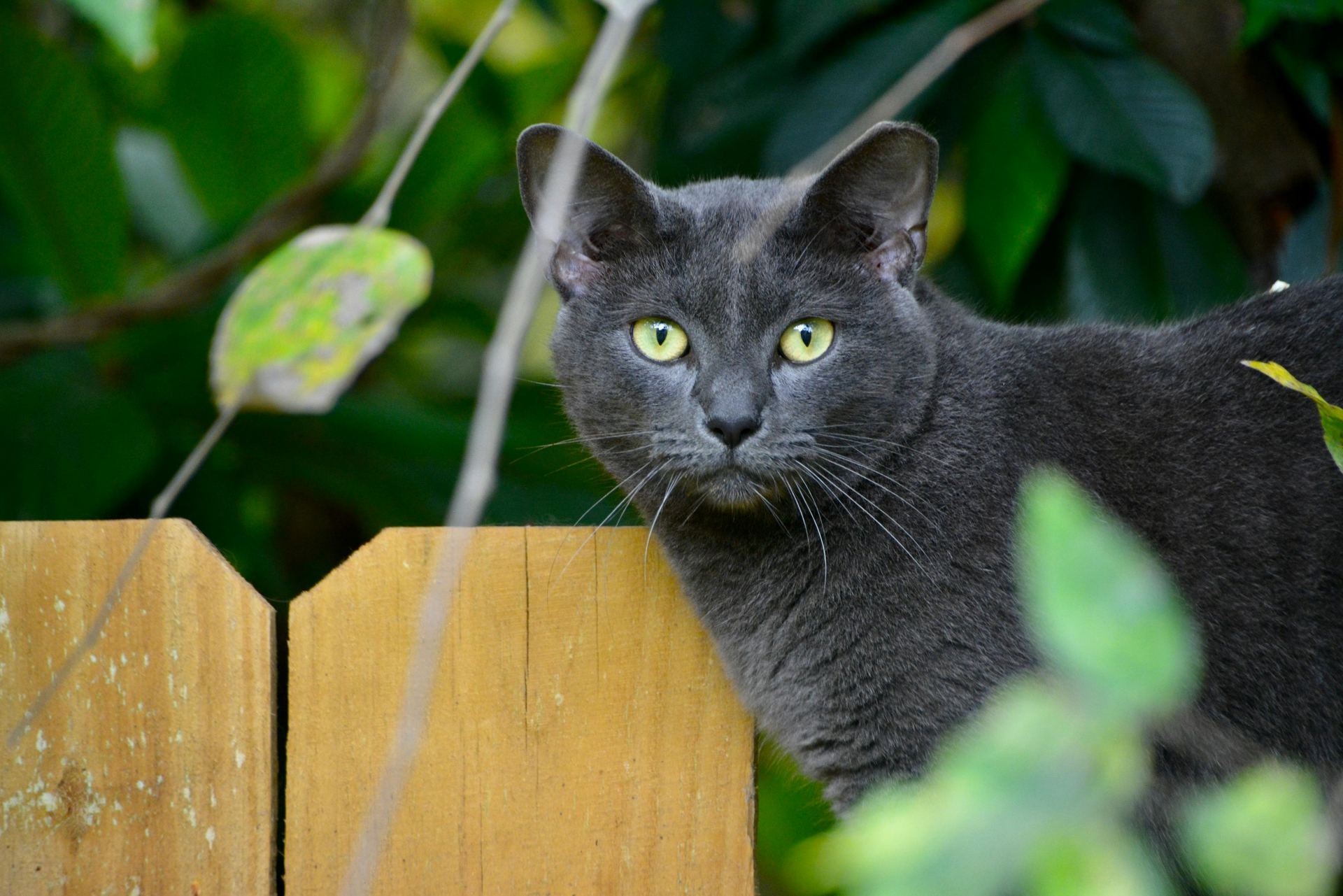 Buy Russian Blue Kitten in Old Almora