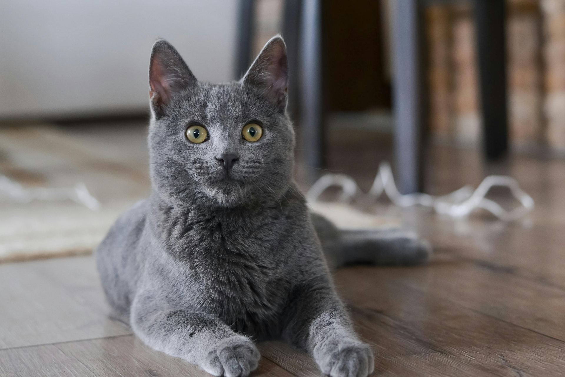 Russian Blue Kitten for sale in Old Almora