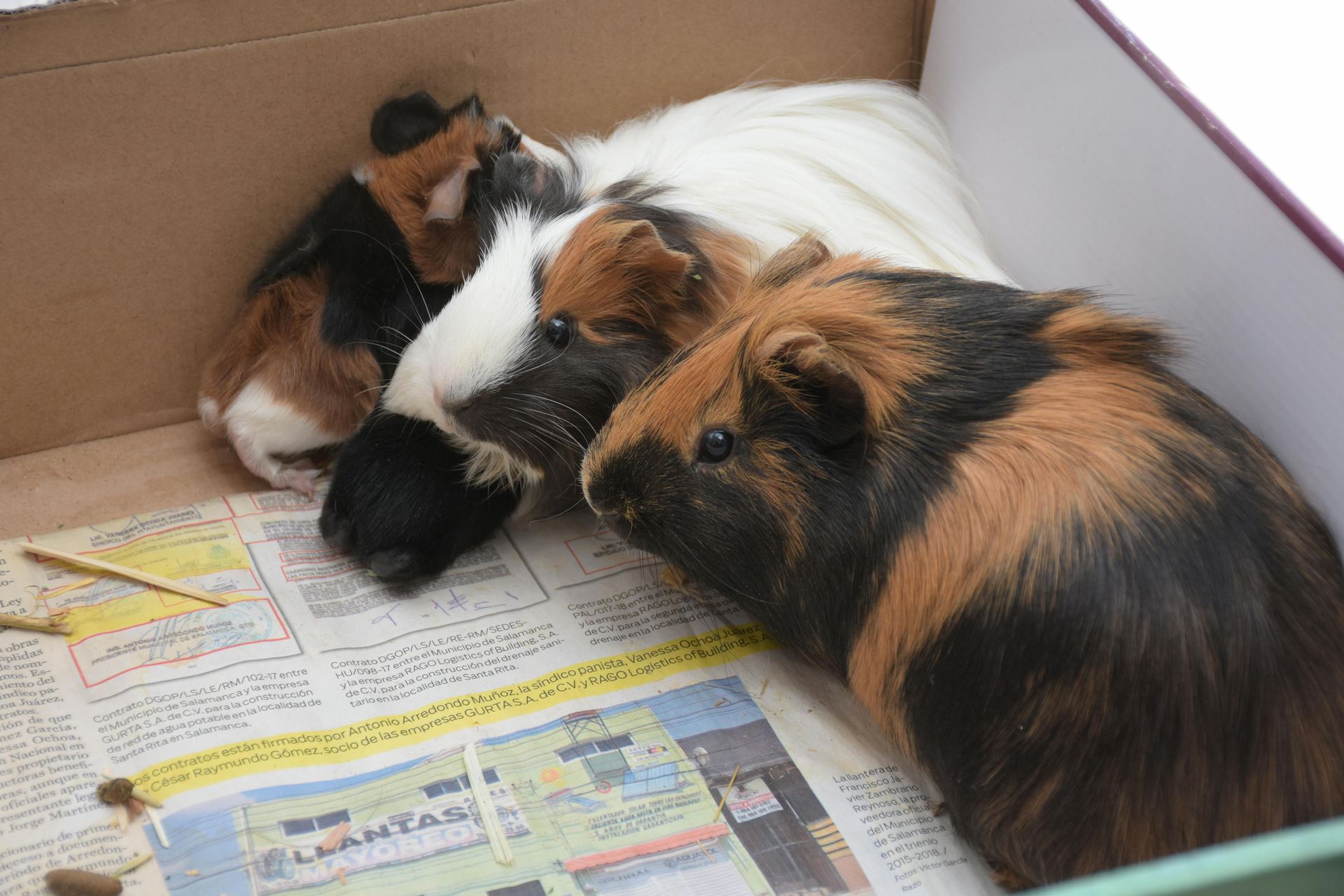 Buy Guinea Pig Babies in Main Bazaar Rishikesh Tapovan