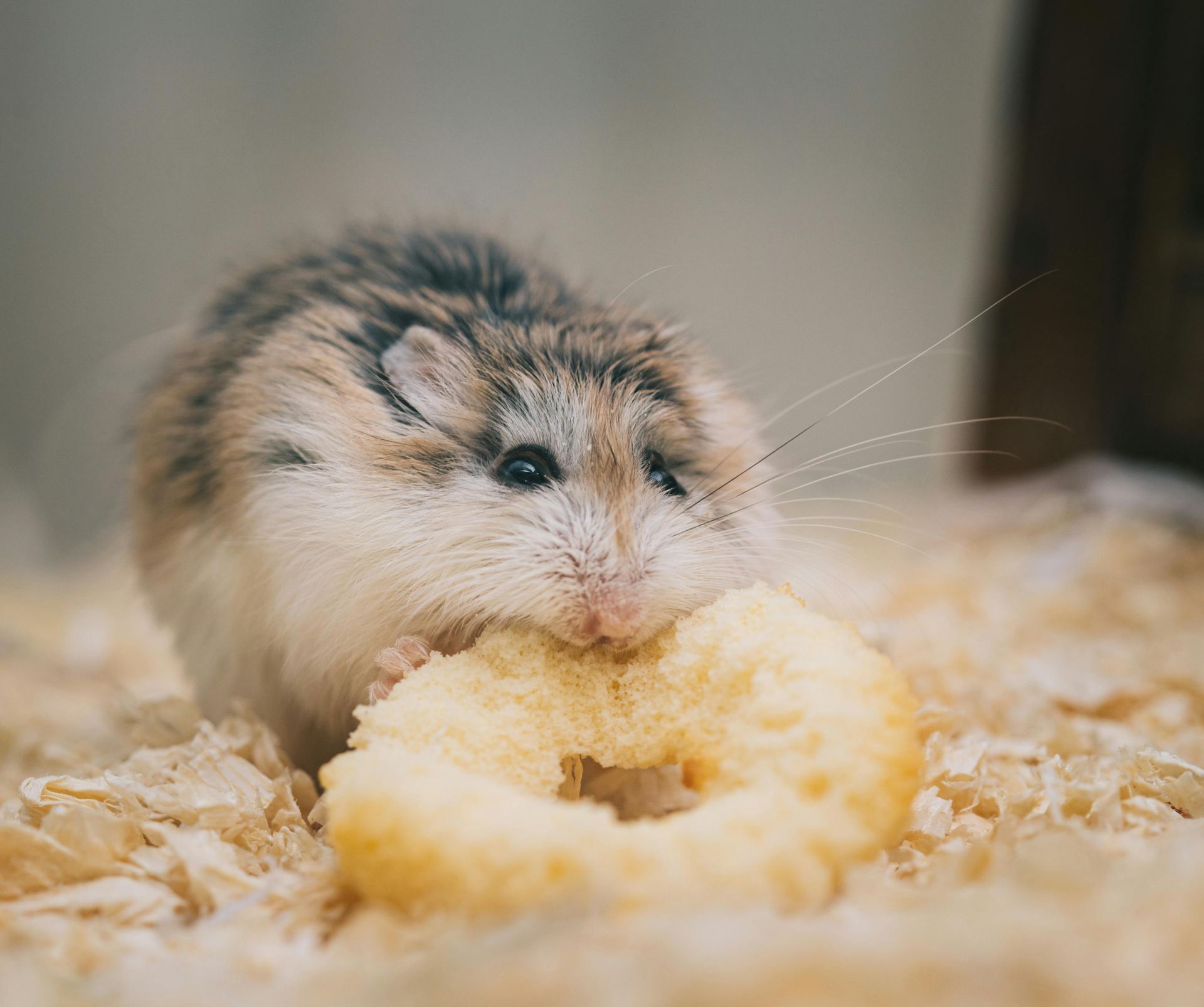 Buy Hamsters in Amloh