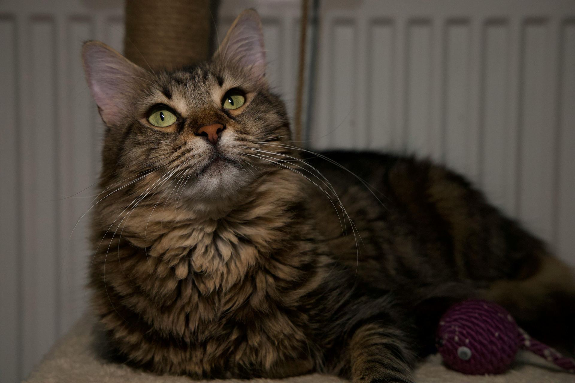 Maine Coon Kitten kitten available in Ghumarwin Road