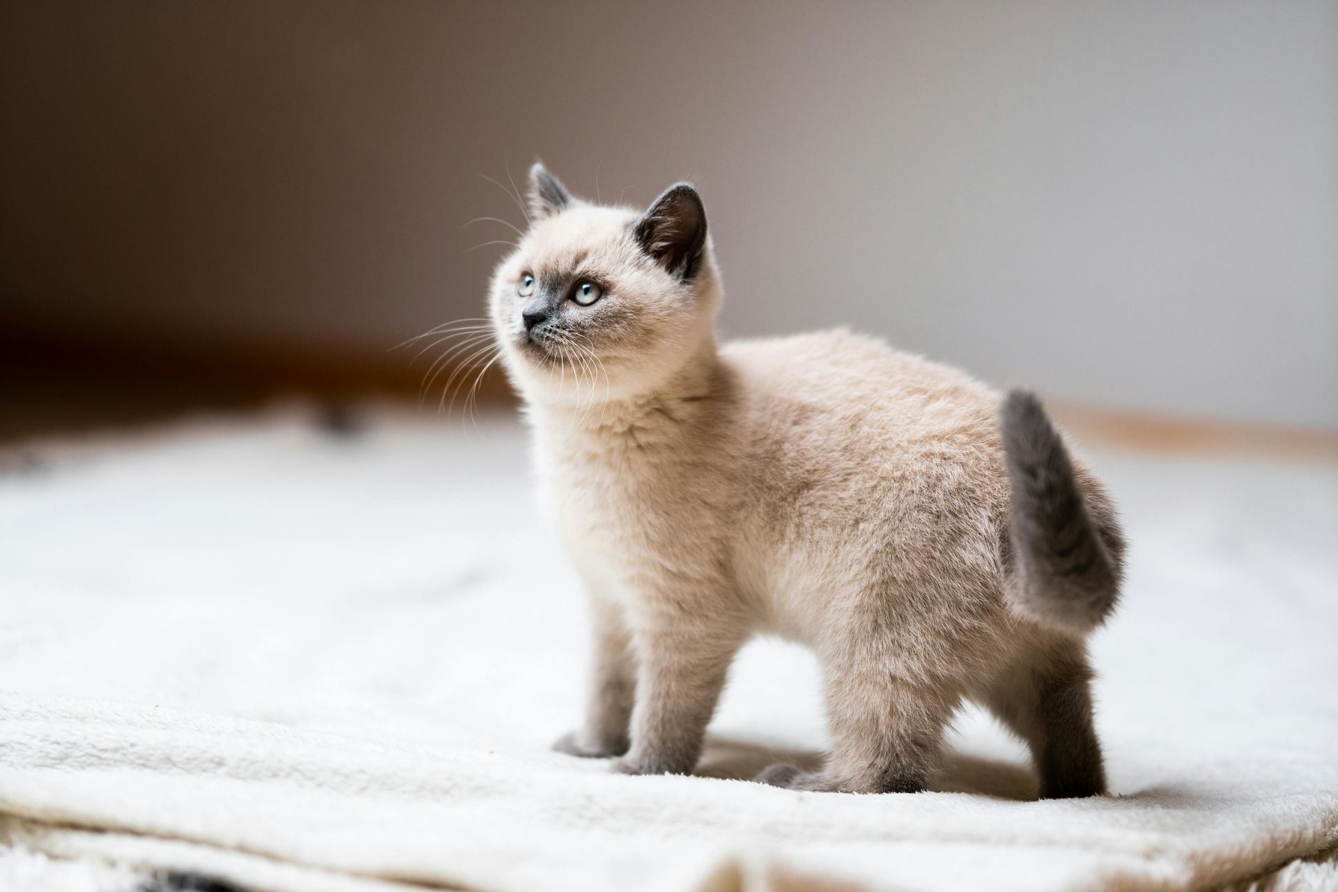 Himalayan Kittens cat in Boniyar