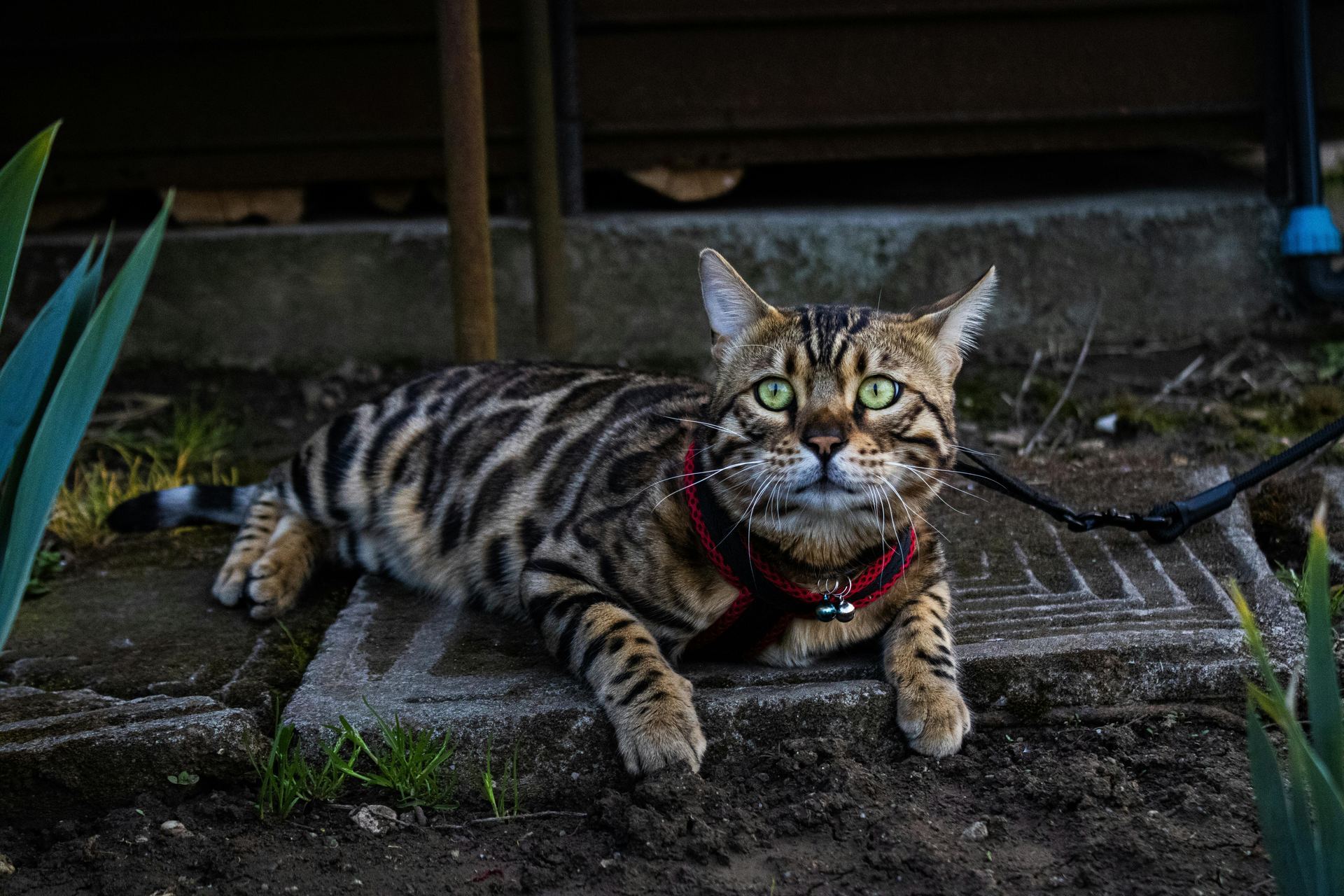 Bengal Kittens for sale in Lakkar Bazaar