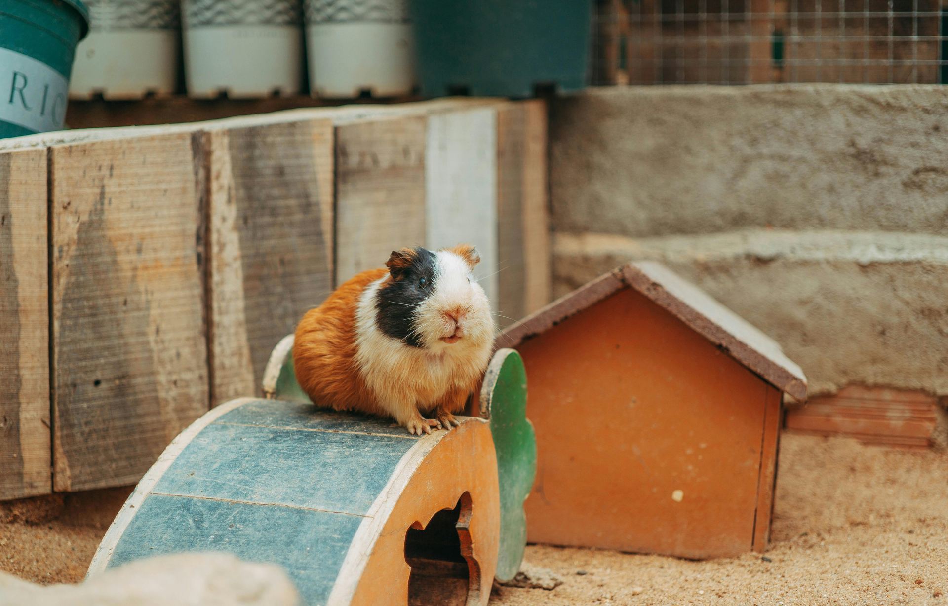 Guinea Pig Babies small pet in Main Bazaar Rishikesh Tapovan