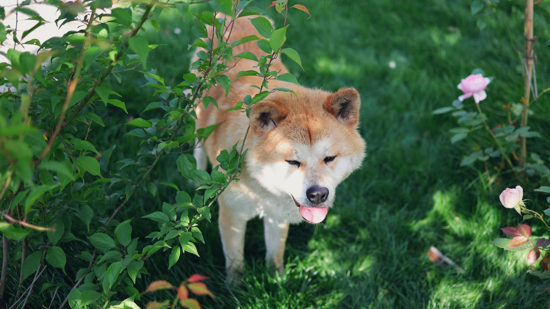 Akita Inu Puppy available in Hall Bazaar