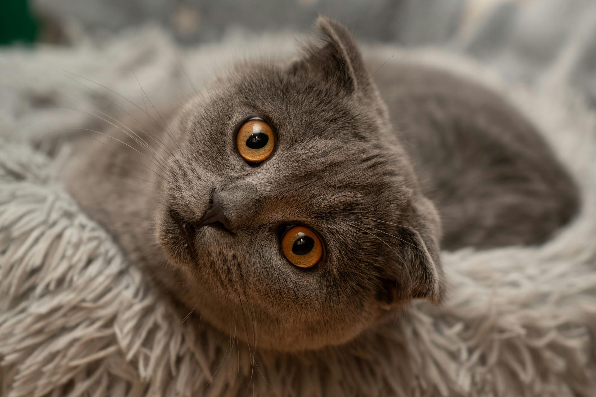 Scottish Fold Kitten | Standard Grey kitten available in Sector 21