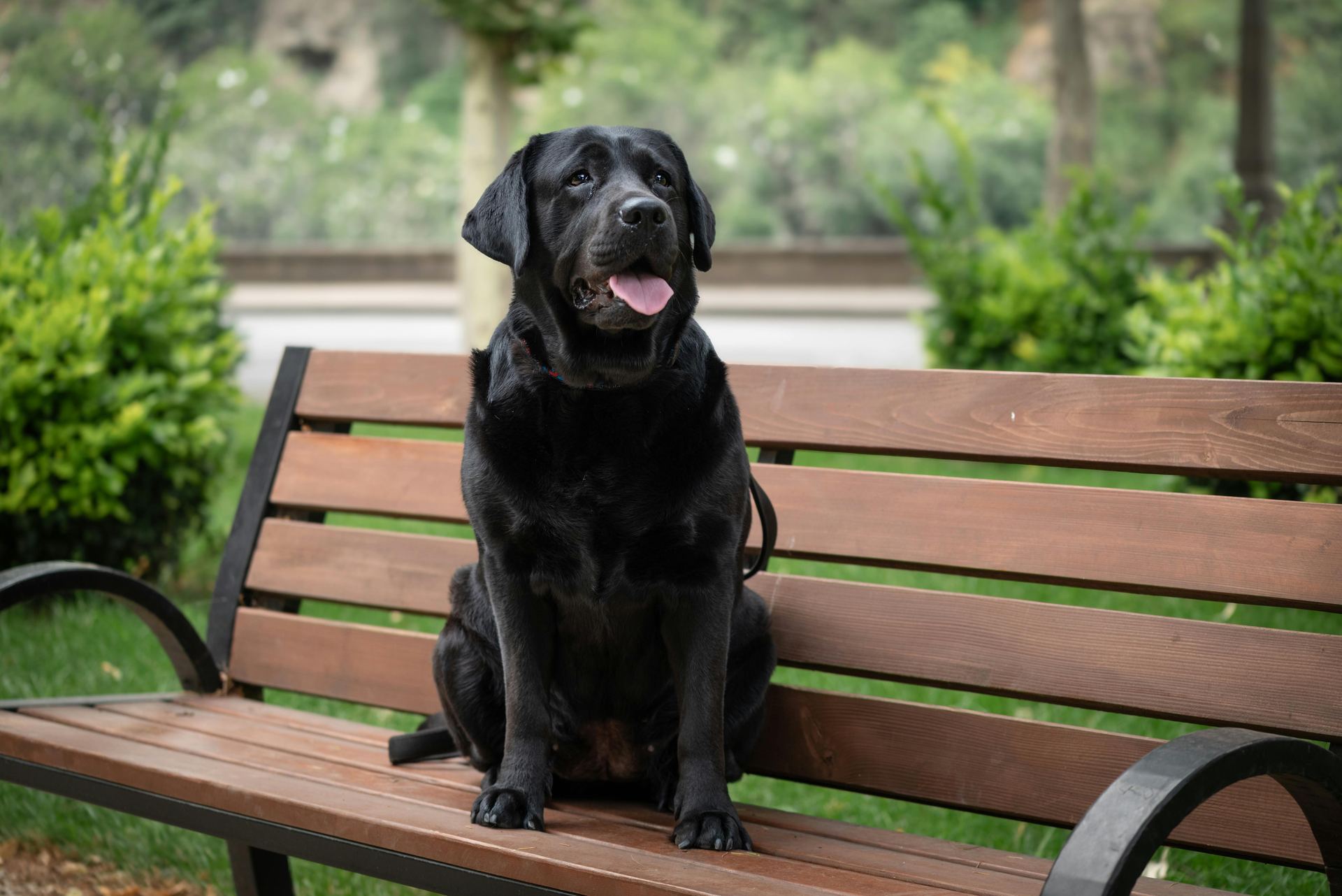 Labrador Retriever Puppy | Black Color available in Main Bazaar Derabassi
