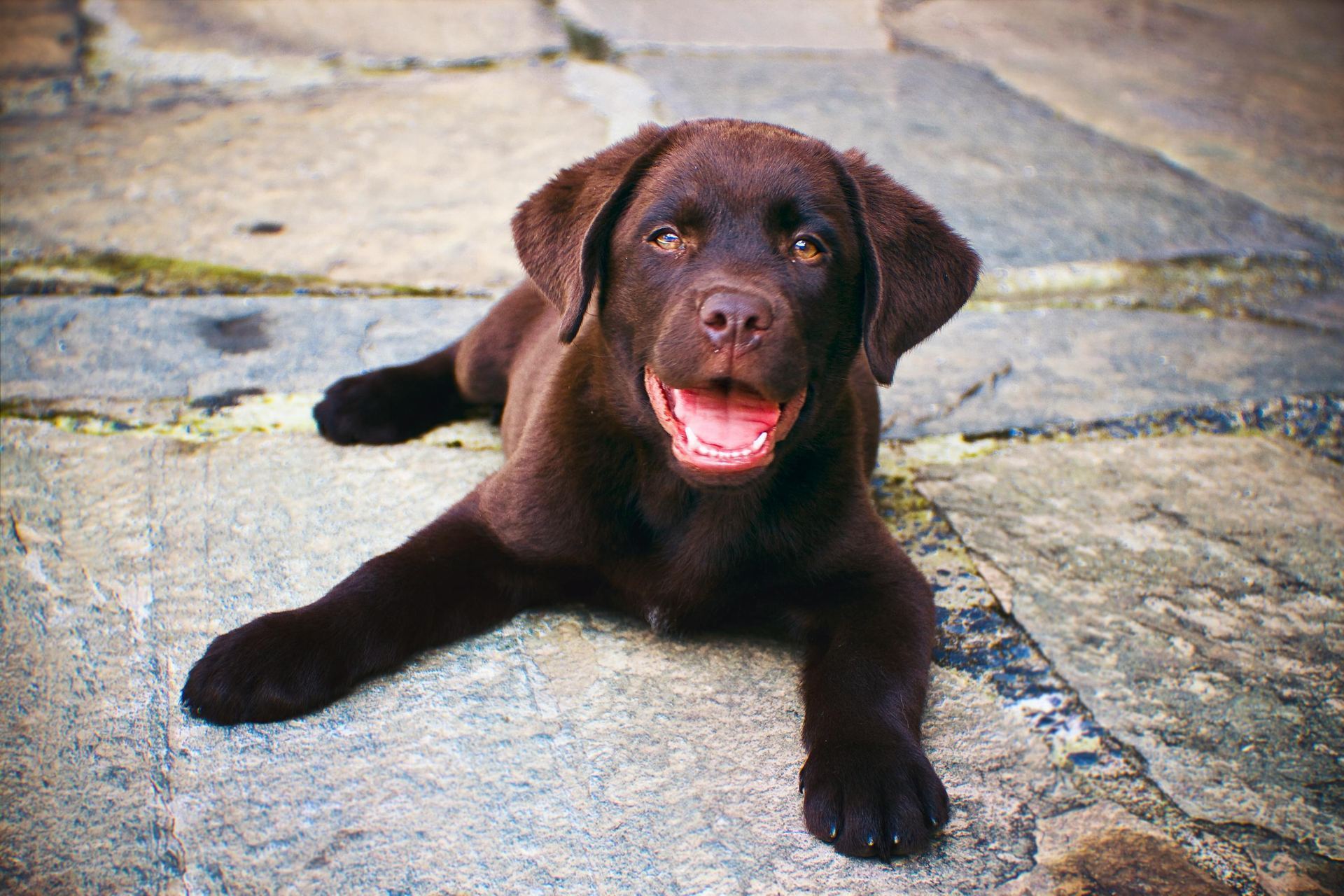 Labrador Retriever Chocolate Puppy available in Model Town Derabassi
