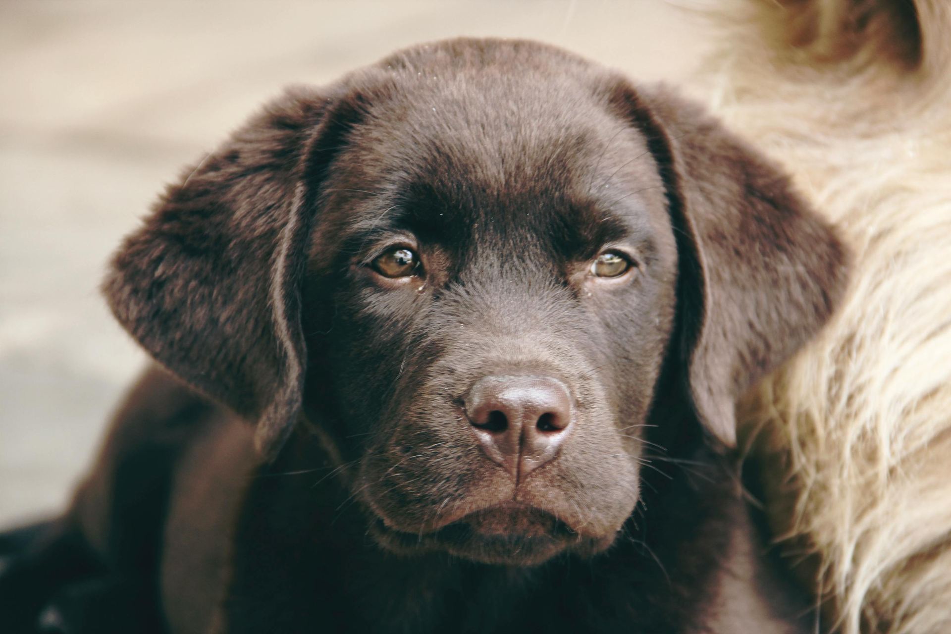 Labrador Retriever Chocolate Puppy for sale in Model Town Derabassi