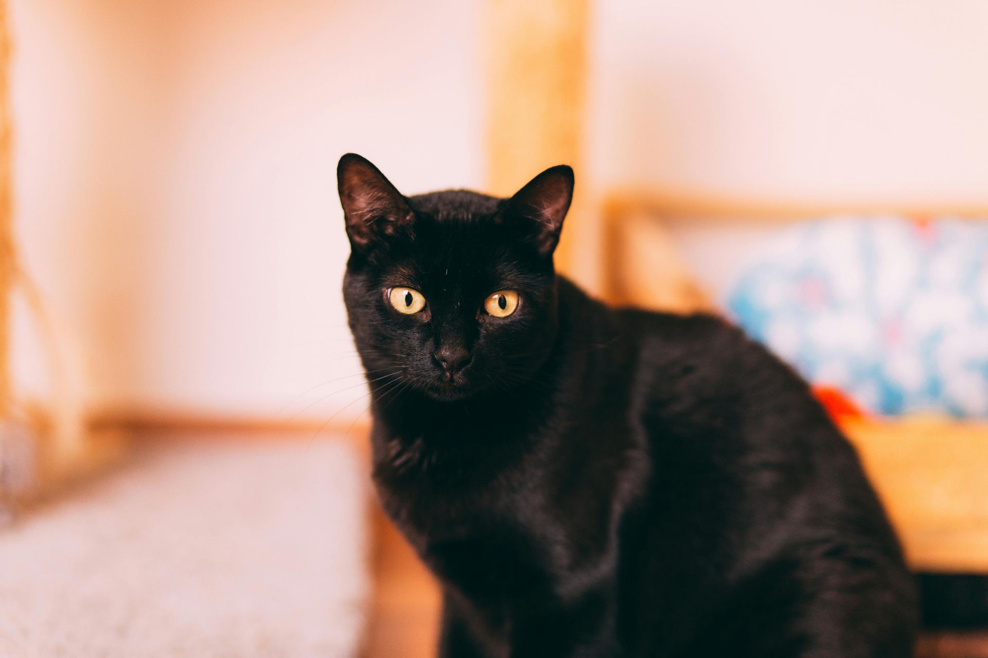 Bombay Kittens cat in Roorkee