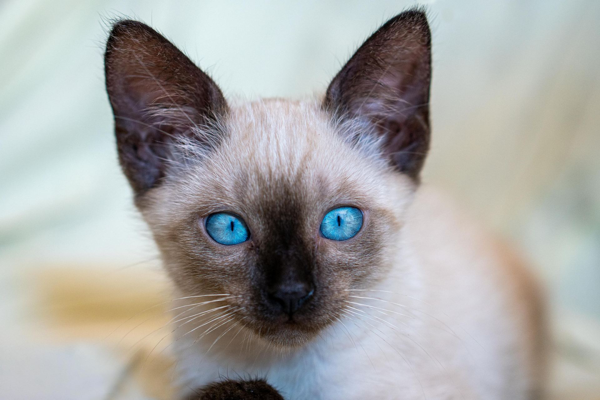 Buy Siamese Kitten in Dhariwal Road