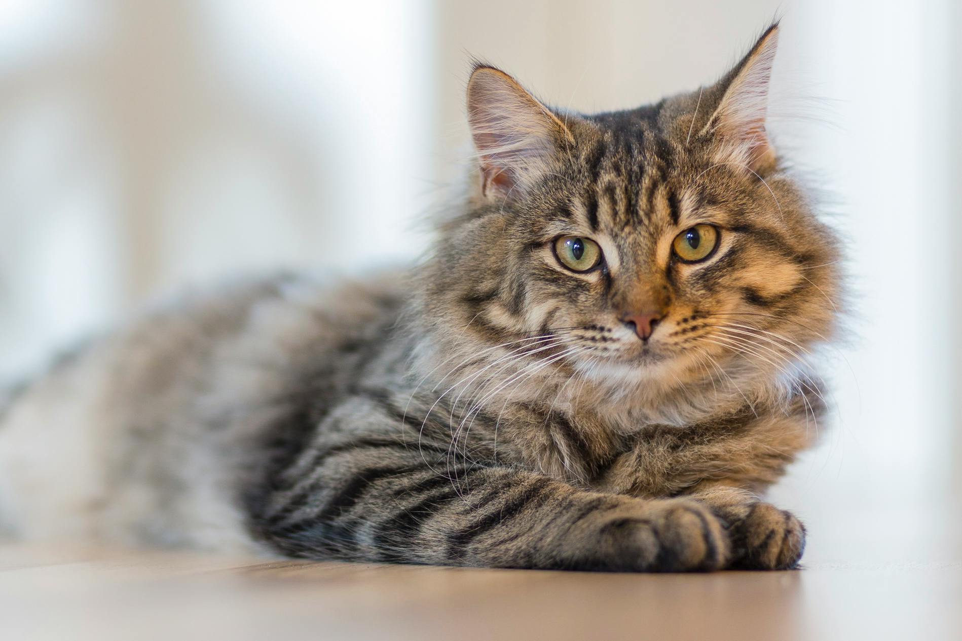 Siberian Kitten for sale in Chitragam