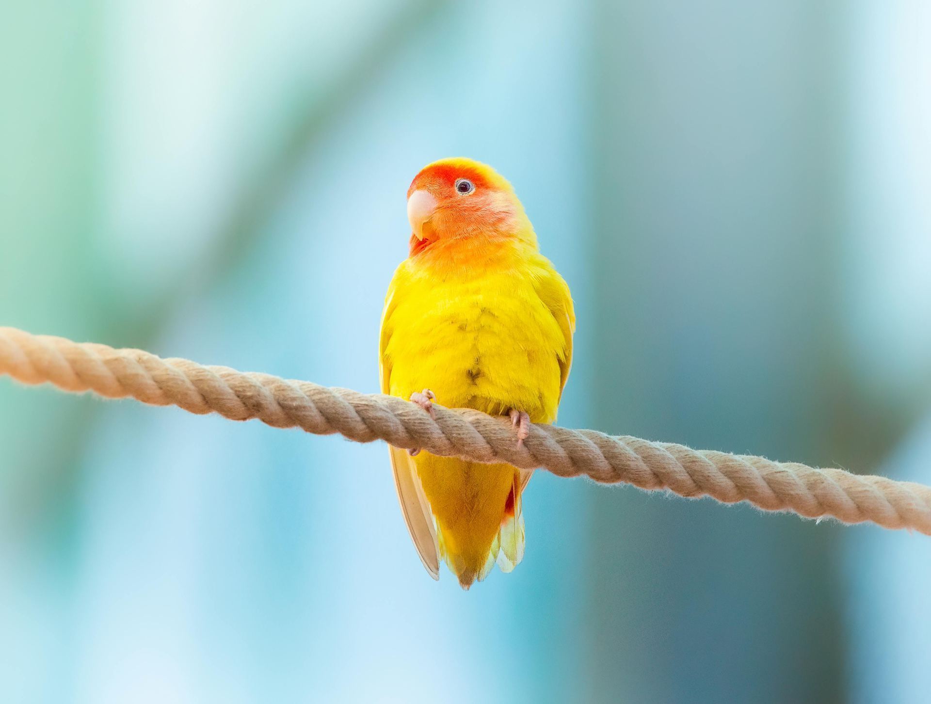 African Love Birds | Yellow & Orange available in Main Bazaar Kumarhatti