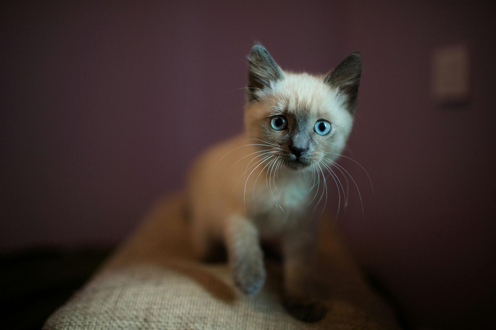 Siamese Kitten cat in Dhariwal Road