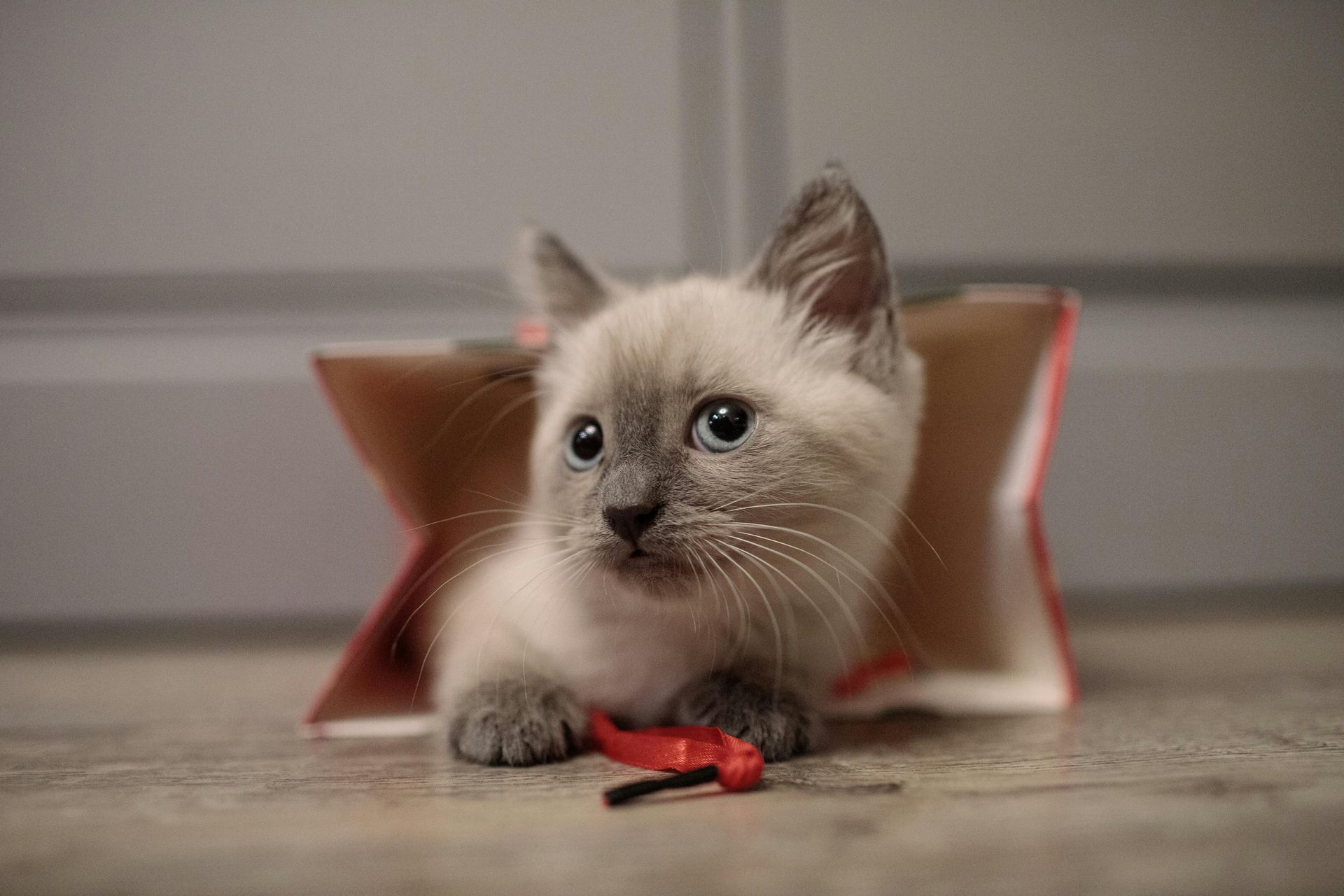 Himalayan Kittens for sale in Boniyar