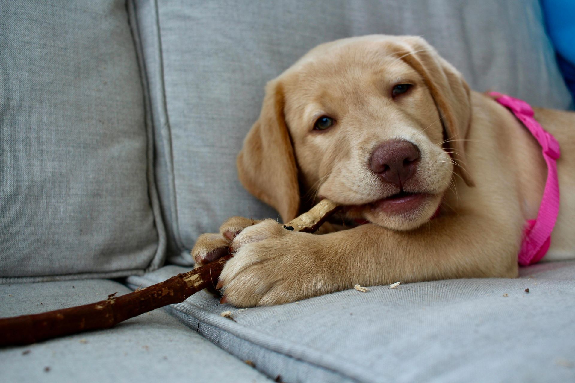 Labrador Retriever Puppy | Fawn Color for sale in Main Bazaar Tanda Umar