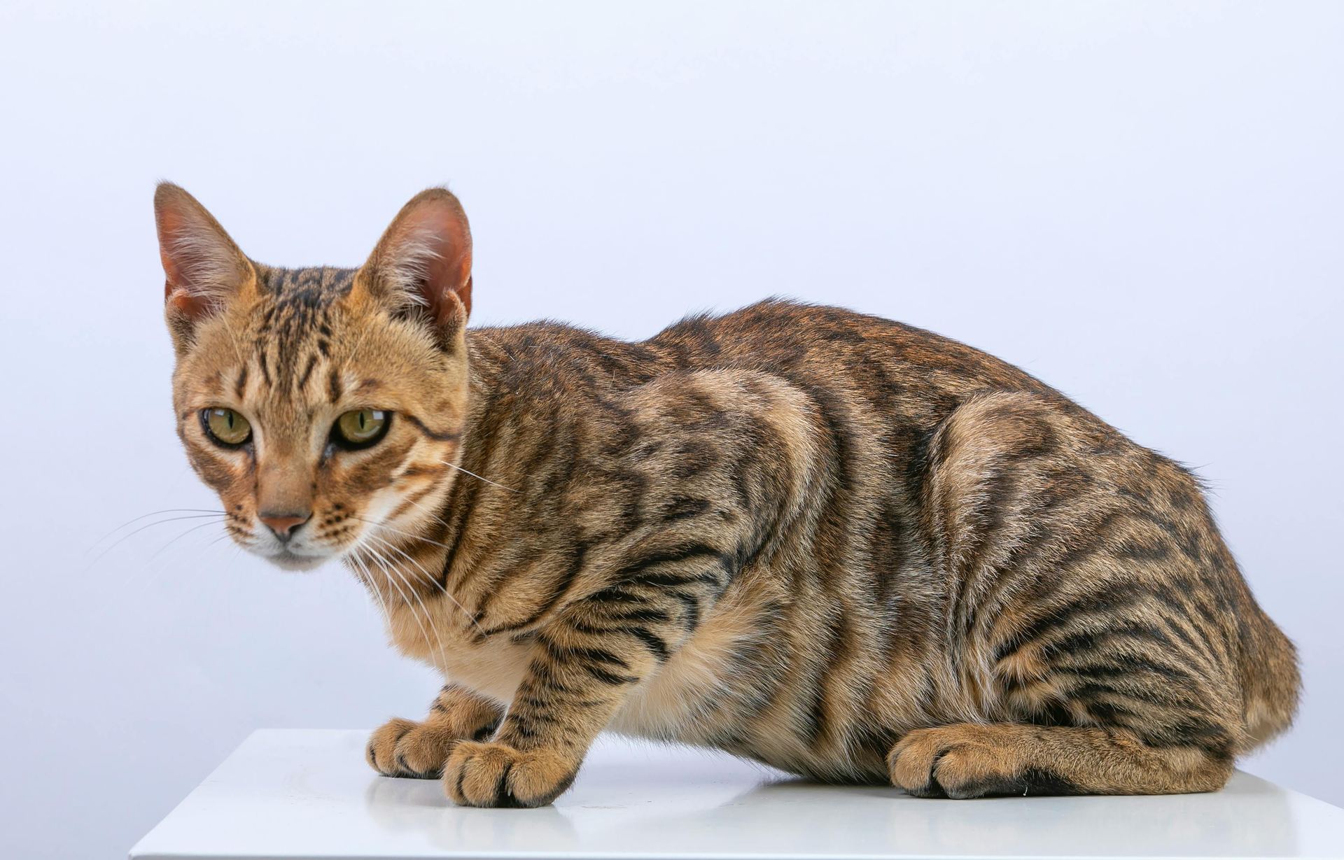 Bengal Kittens cat in Lakkar Bazaar