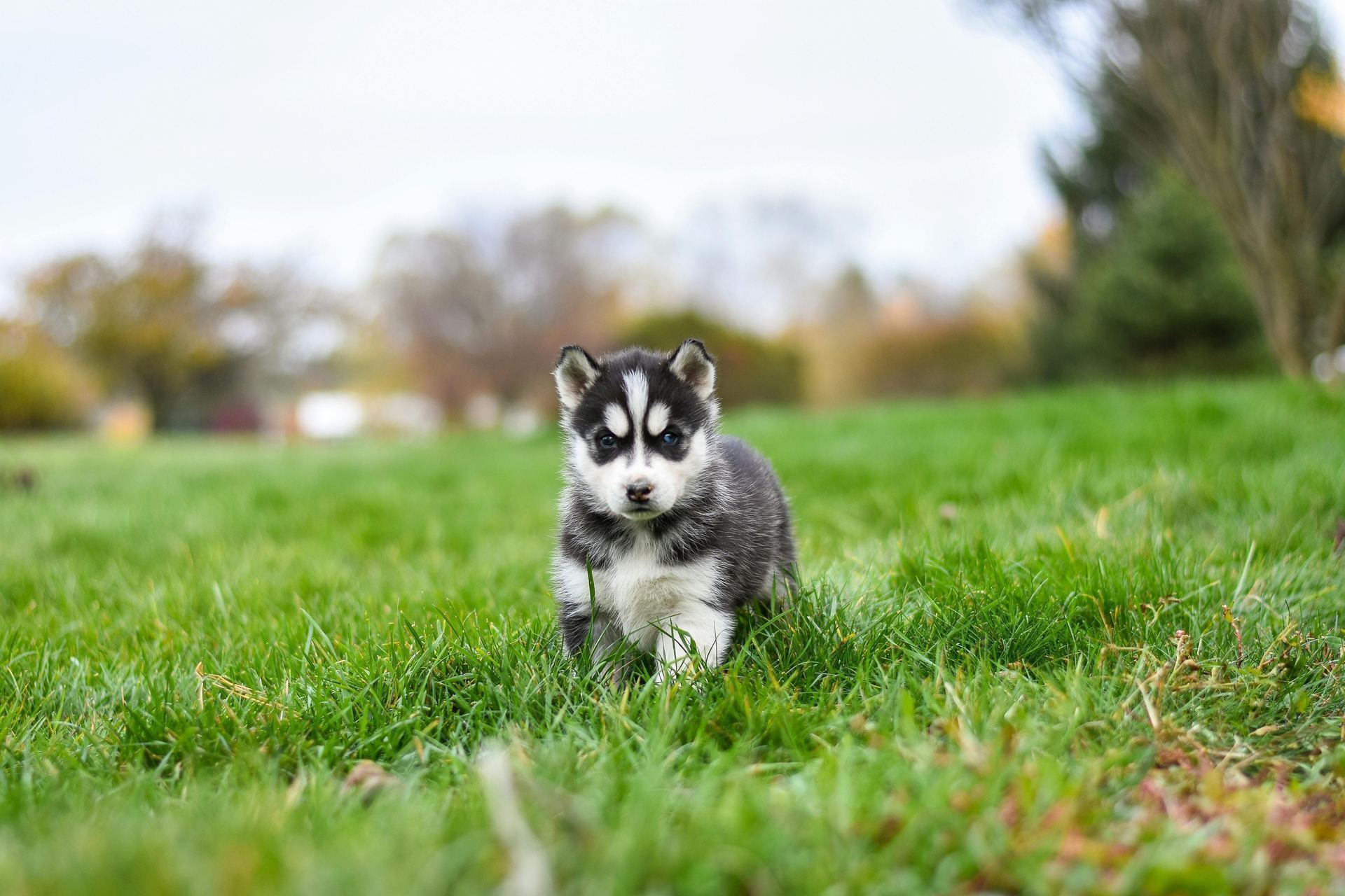 Siberian Husky Puppy | Black & White Color for sale in Main Bazaar Tanda Umar