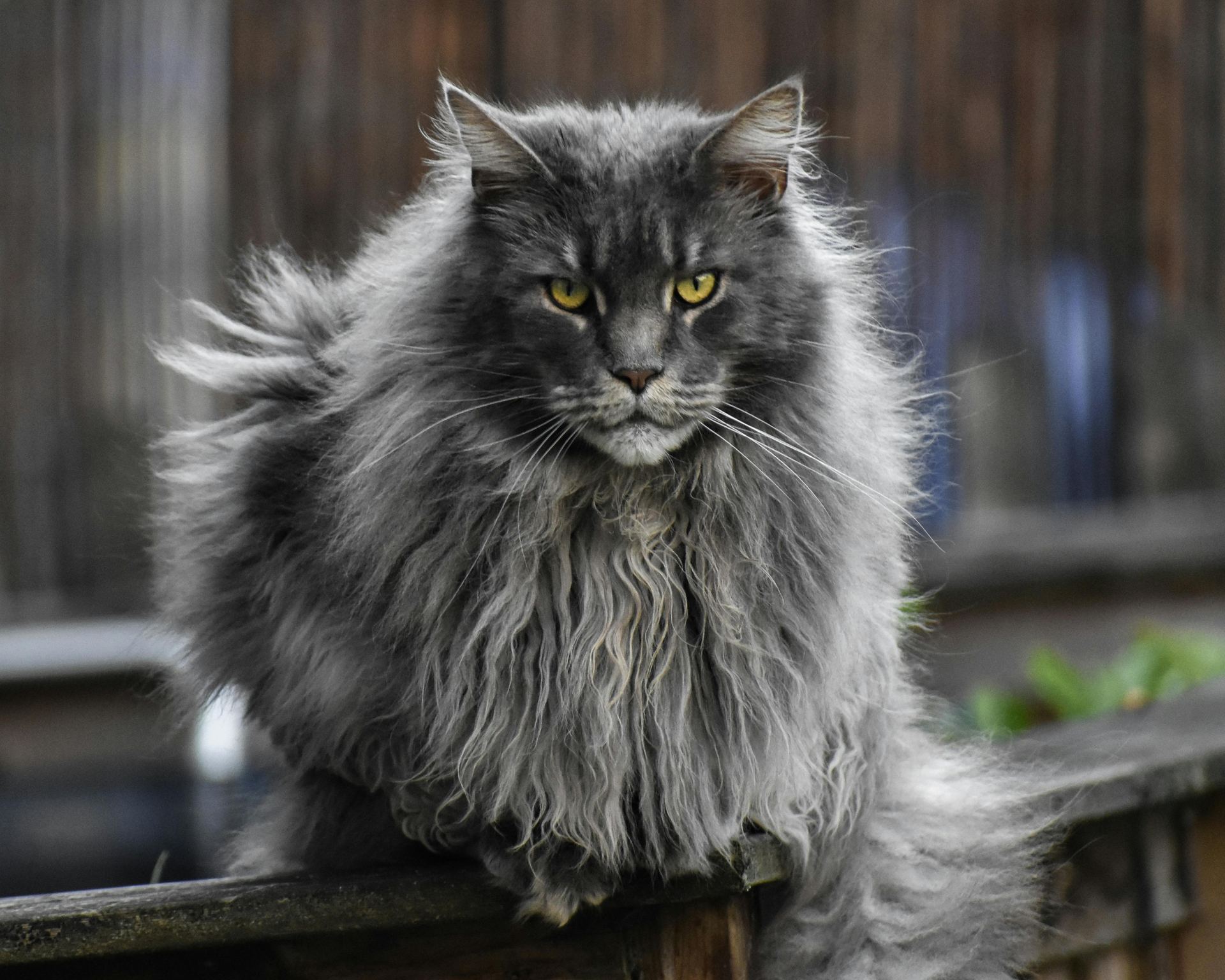 Maine Coon Kitten cat in Ghumarwin Road