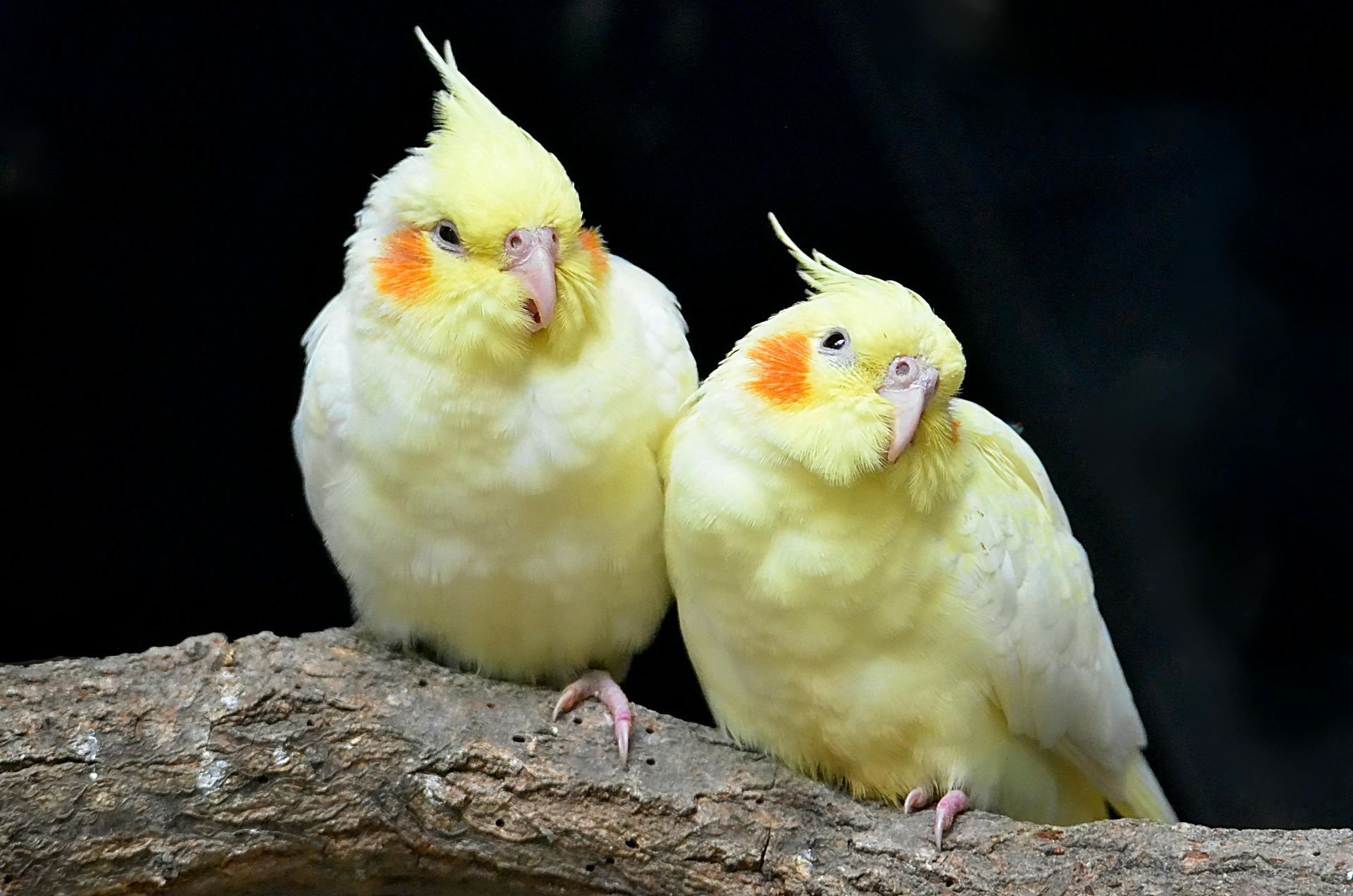 Cockatiel | Lutino bird in Ramnagar Main Bazaar