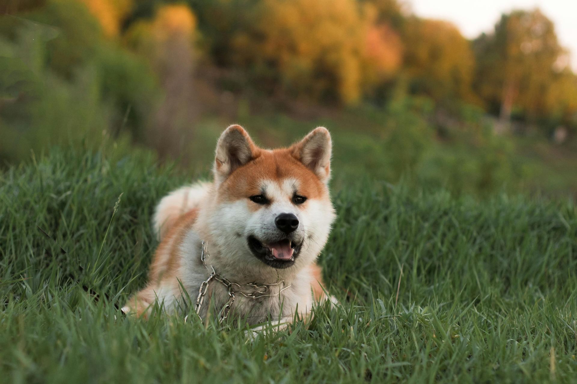 Akita Inu Puppy puppy in Hall Bazaar