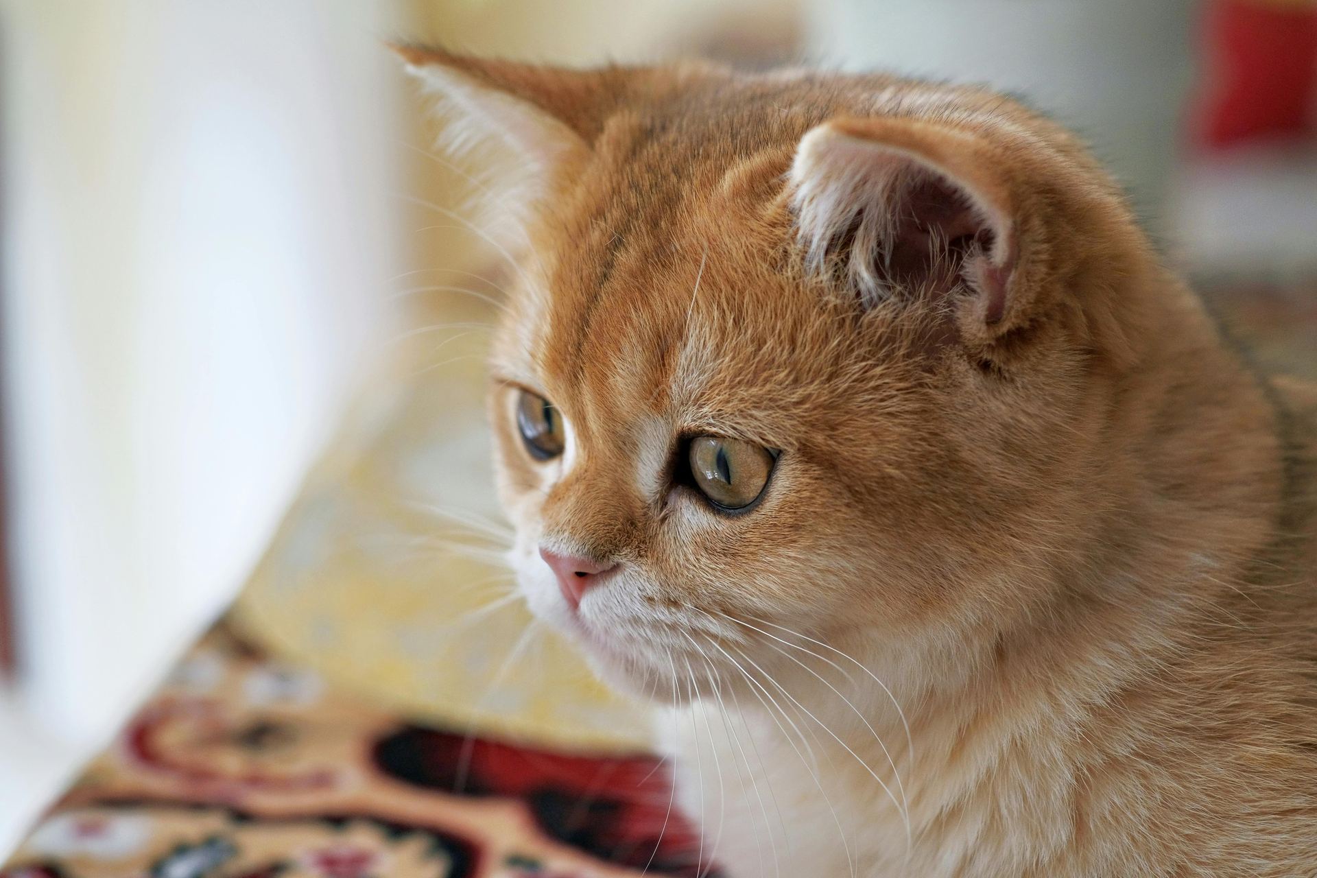 Exotic Short Hair Kittens for sale in New Rishikesh