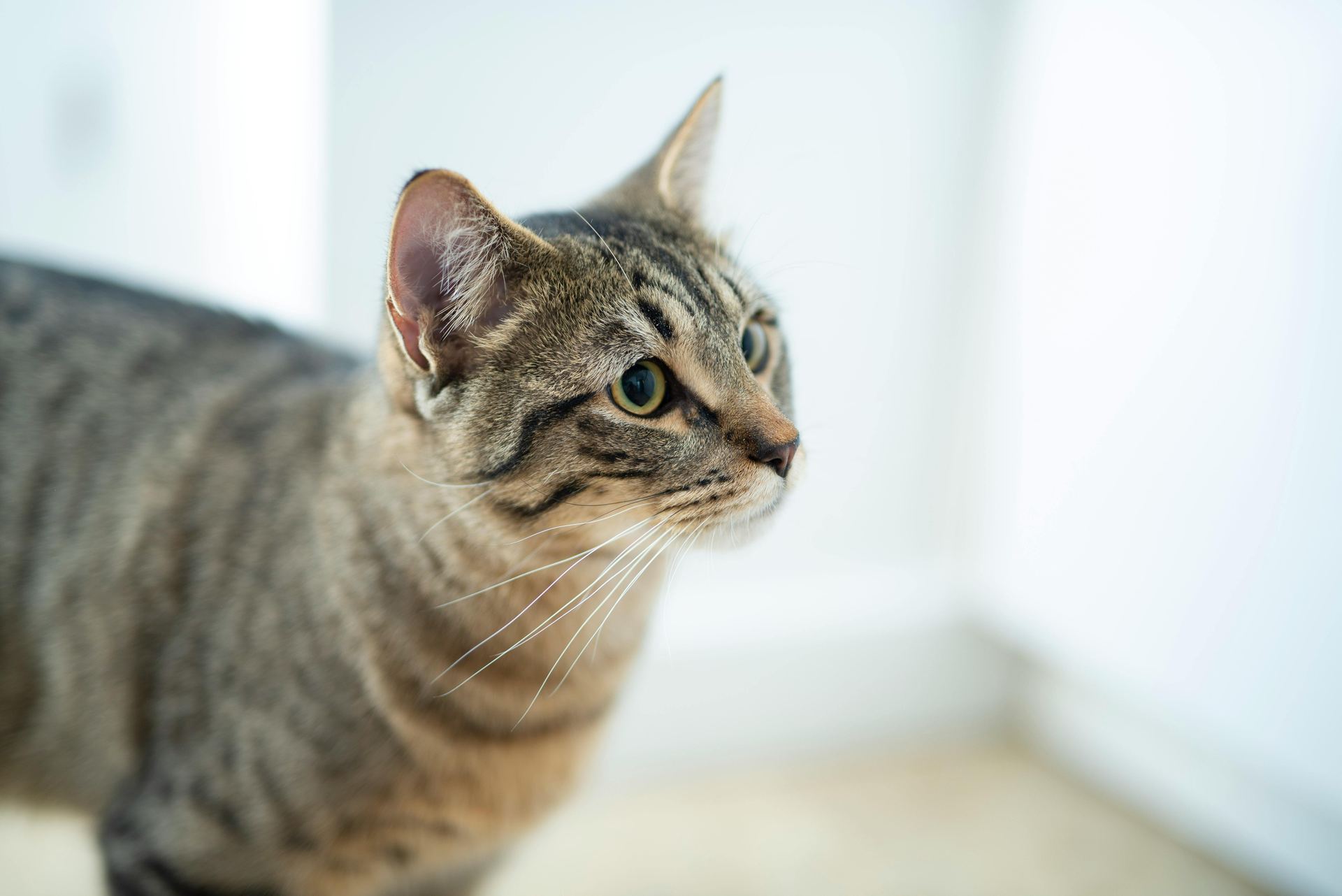 American Short Hair Kitten for sale in Main Bazaar Samrala