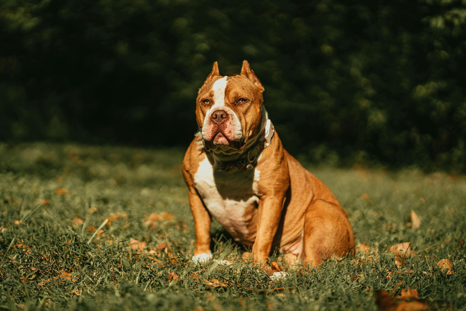 American Bully Pocket Size Puppy available in Dalgate