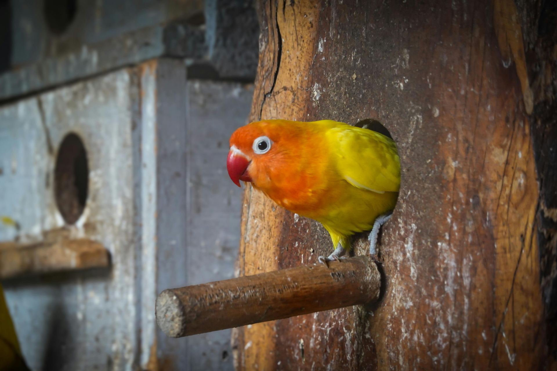African Love Birds | Yellow & Orange bird in Main Bazaar Kumarhatti