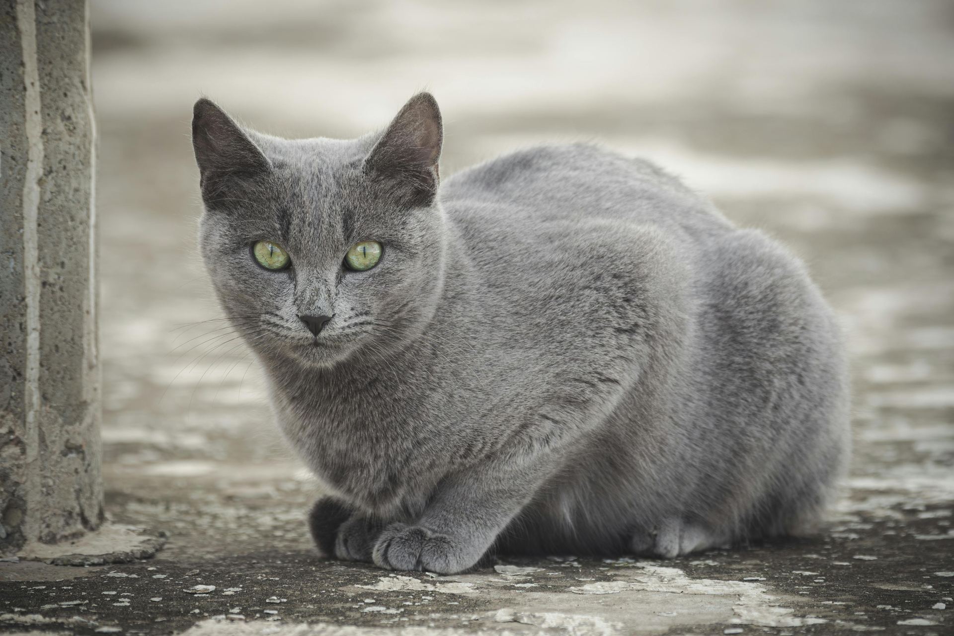 Russian Blue Kitten cat in Old Almora