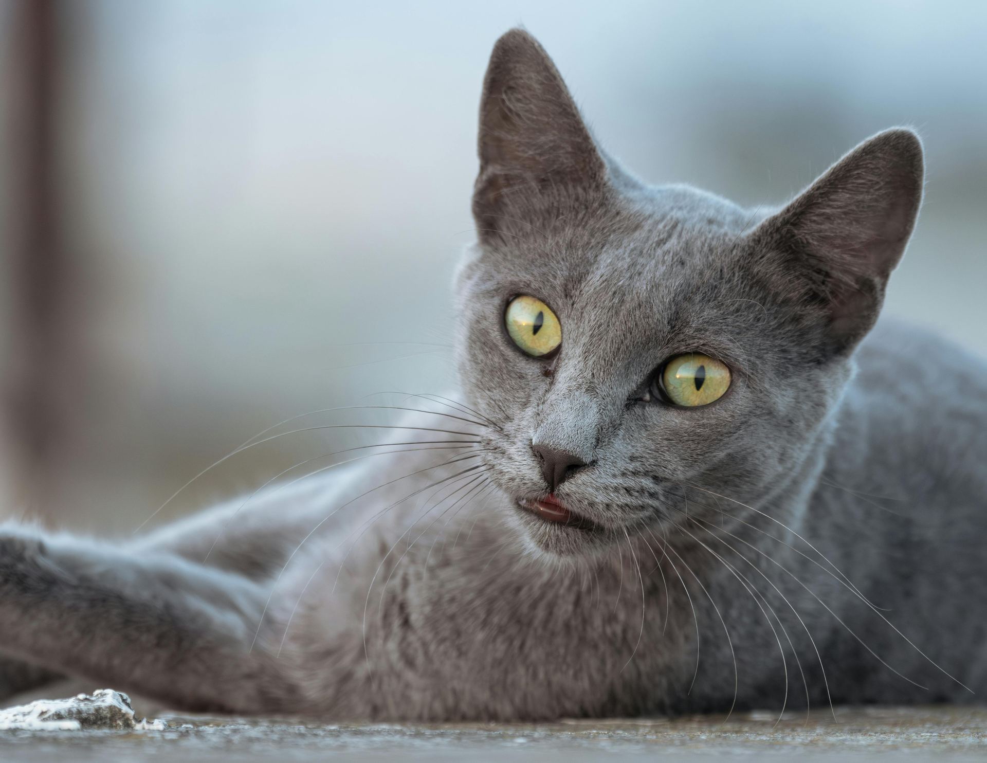 Russian Blue Kitten kitten available in Old Almora
