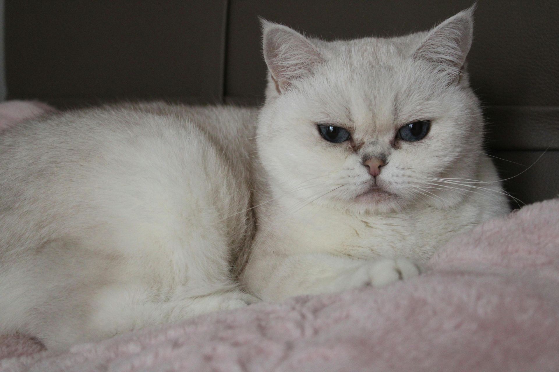 Buy Exotic Short Hair Kittens in New Rishikesh