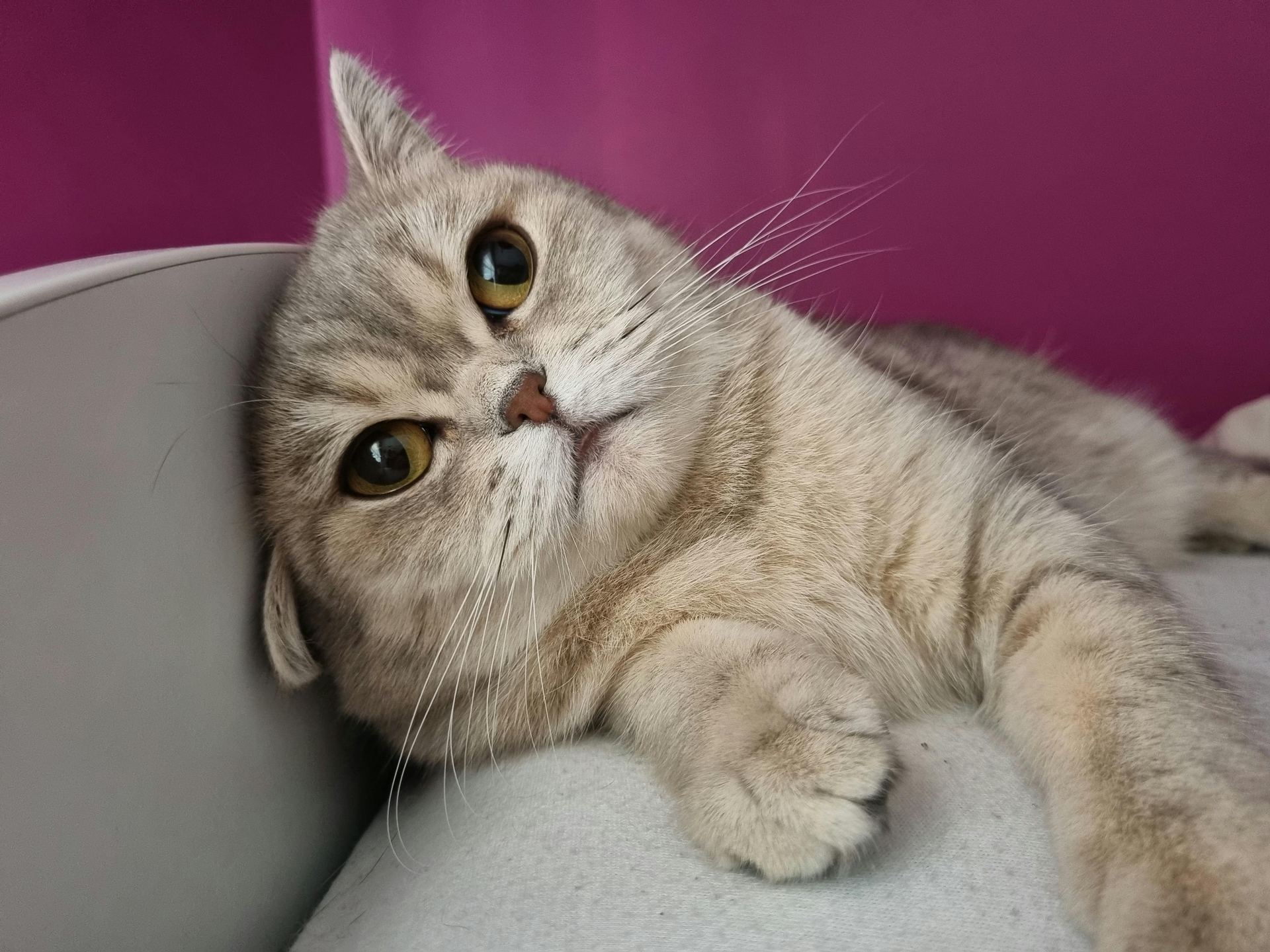 Scottish Fold | Chincila Variations cat in Chadoora