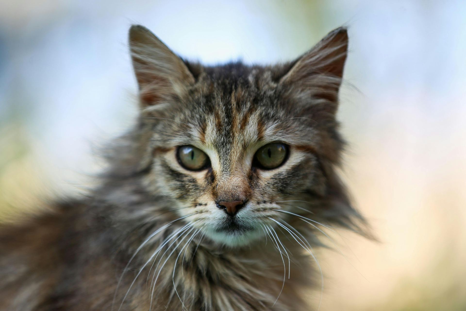 Buy Siberian Kitten in Chitragam