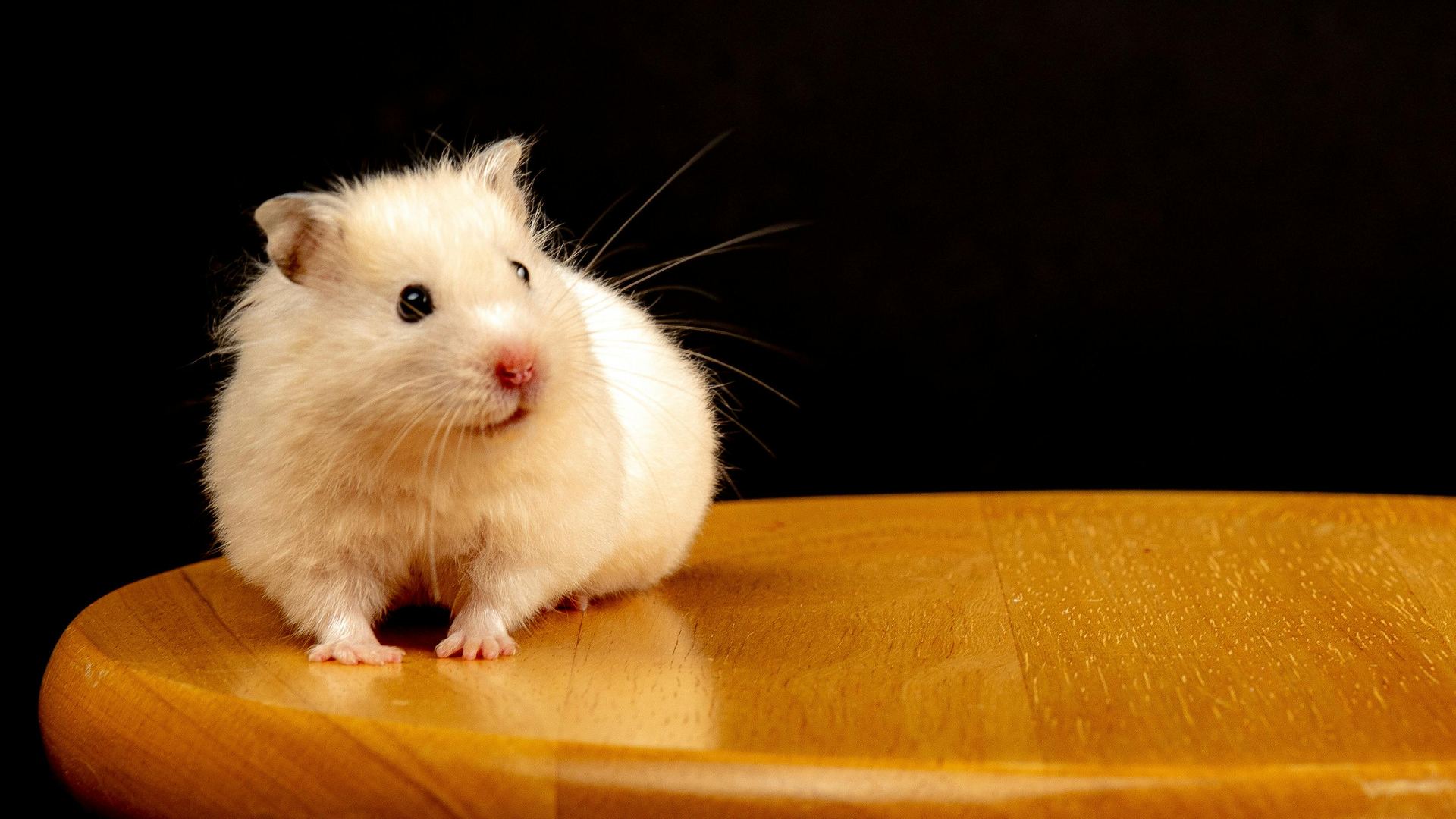 Hamsters small pet in Amloh