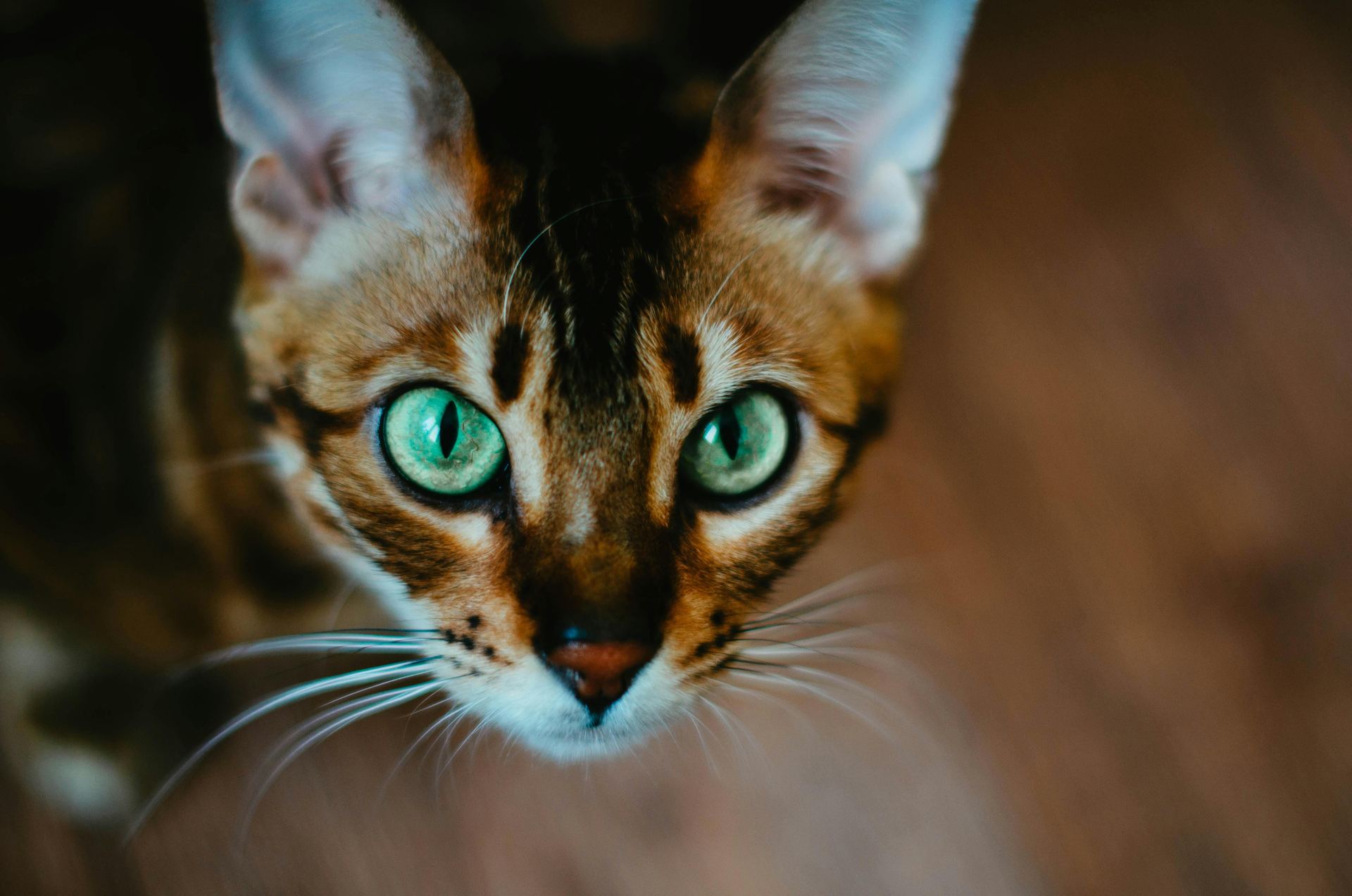 Buy Bengal Kittens in Lakkar Bazaar
