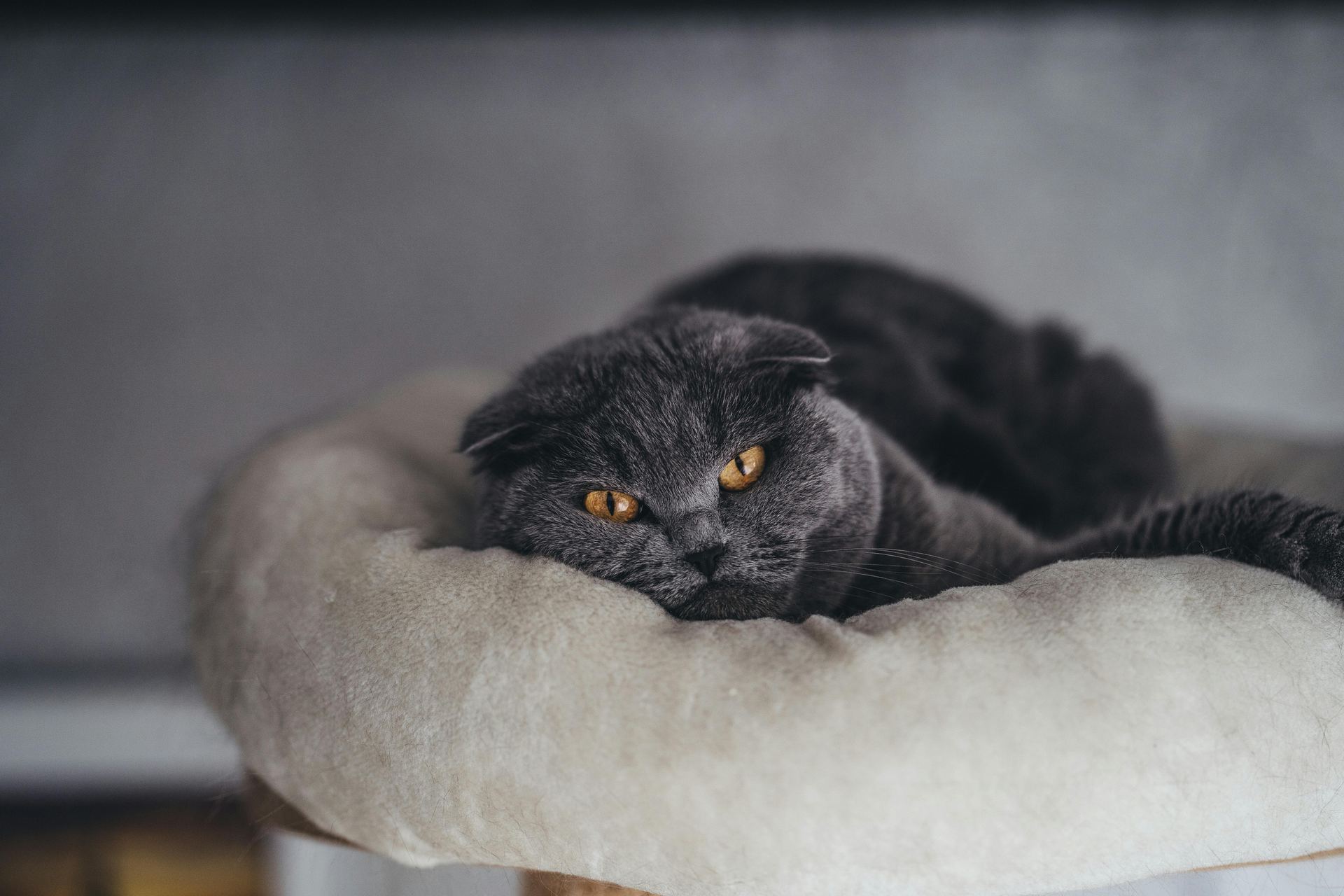 Buy Scottish Fold Kitten | Standard Grey in Sector 21