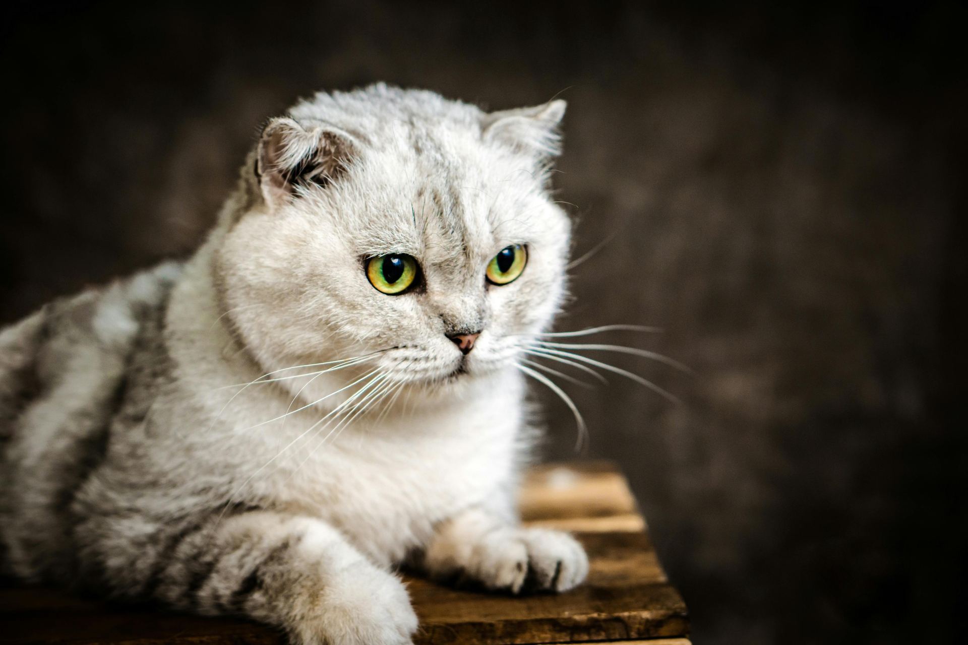 Buy Scottish Fold | Chincila Variations in Chadoora