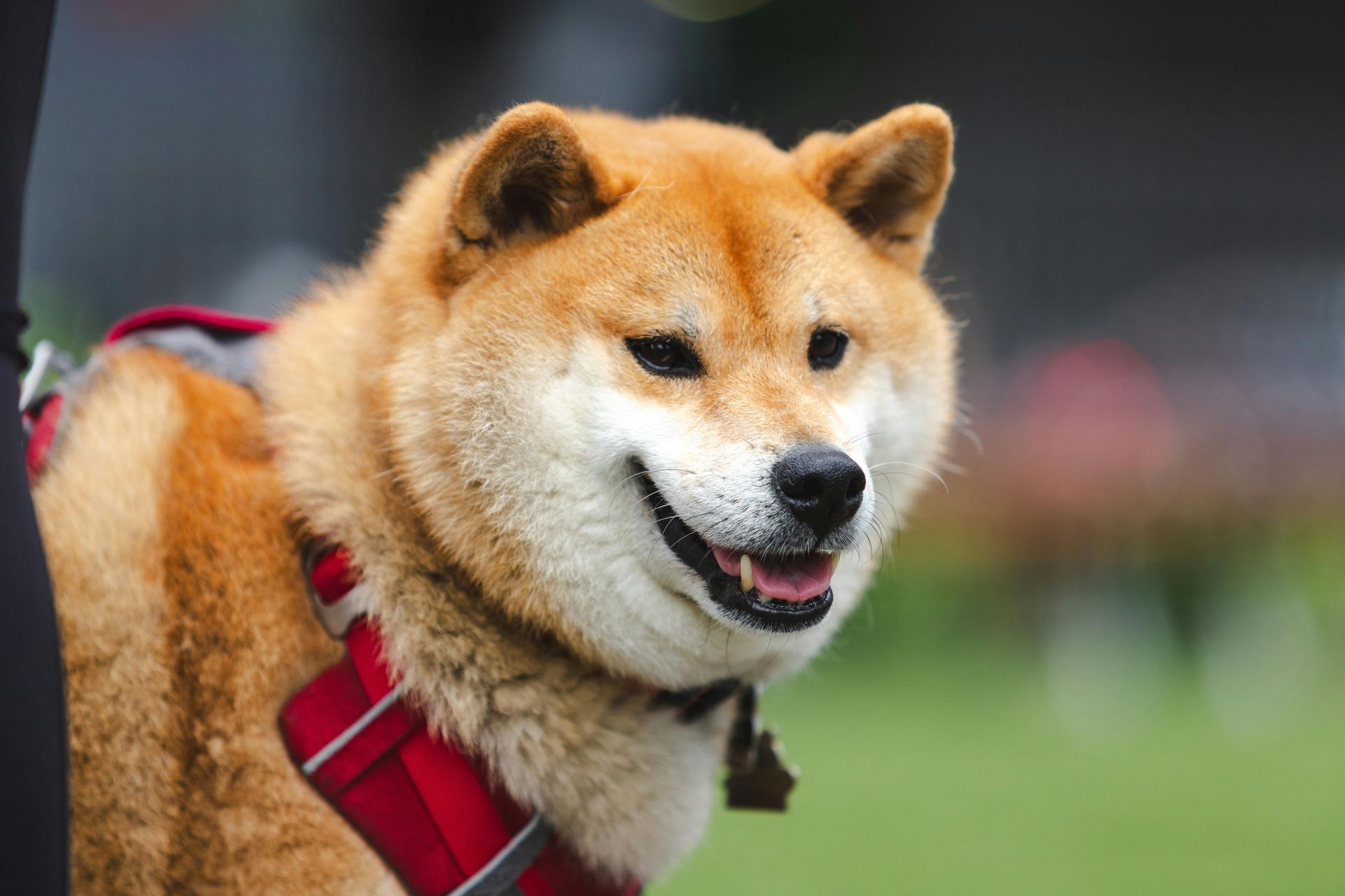 Akita Inu Puppy for sale in Hall Bazaar