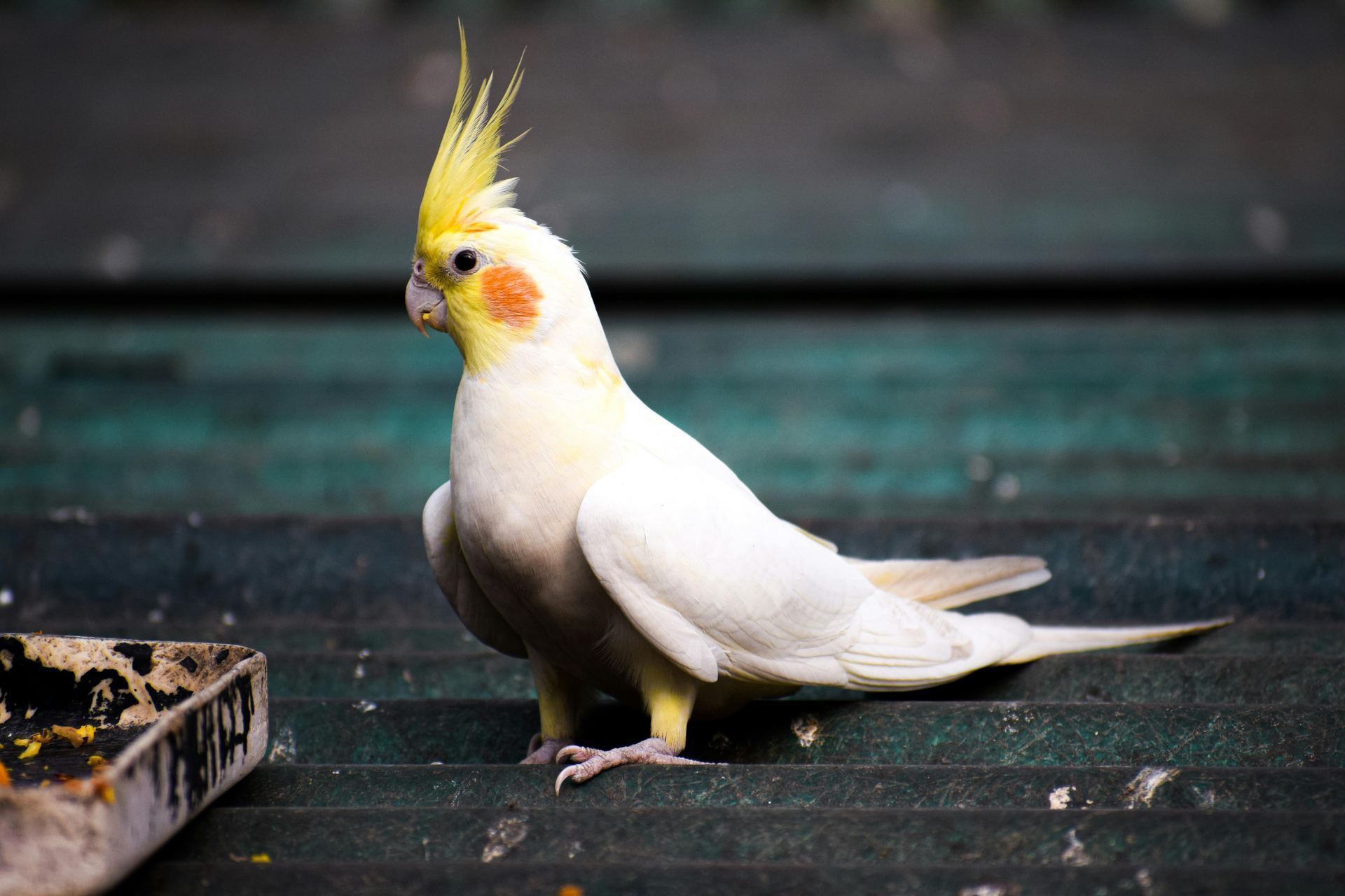 Cockateils bird in Dhanas