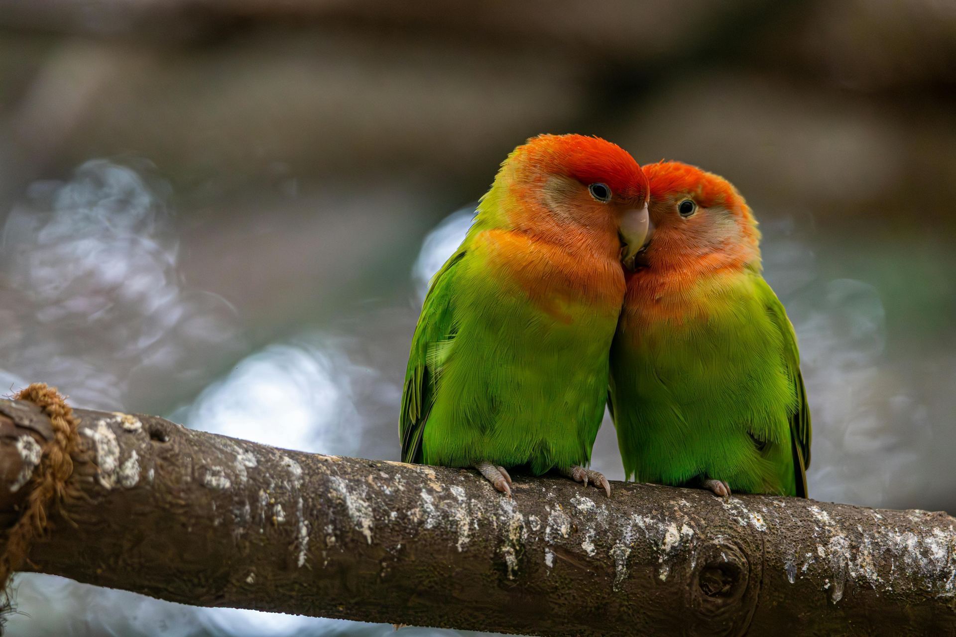 African Love Birds | Peach Face available in Old Rishikesh